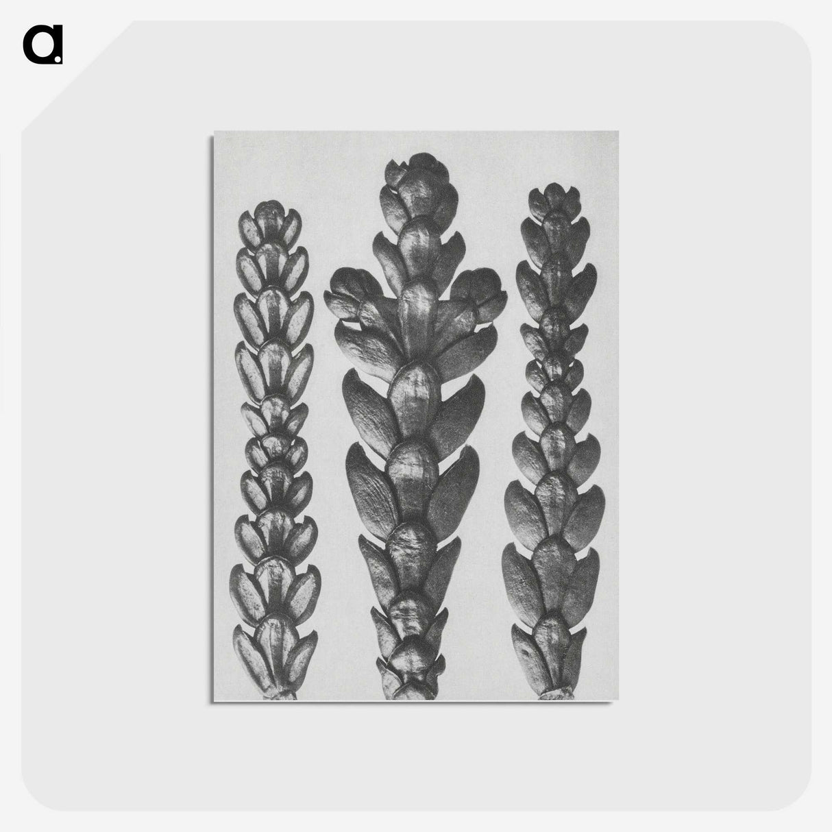 1-70_Karl-Blossfeldt_postcard