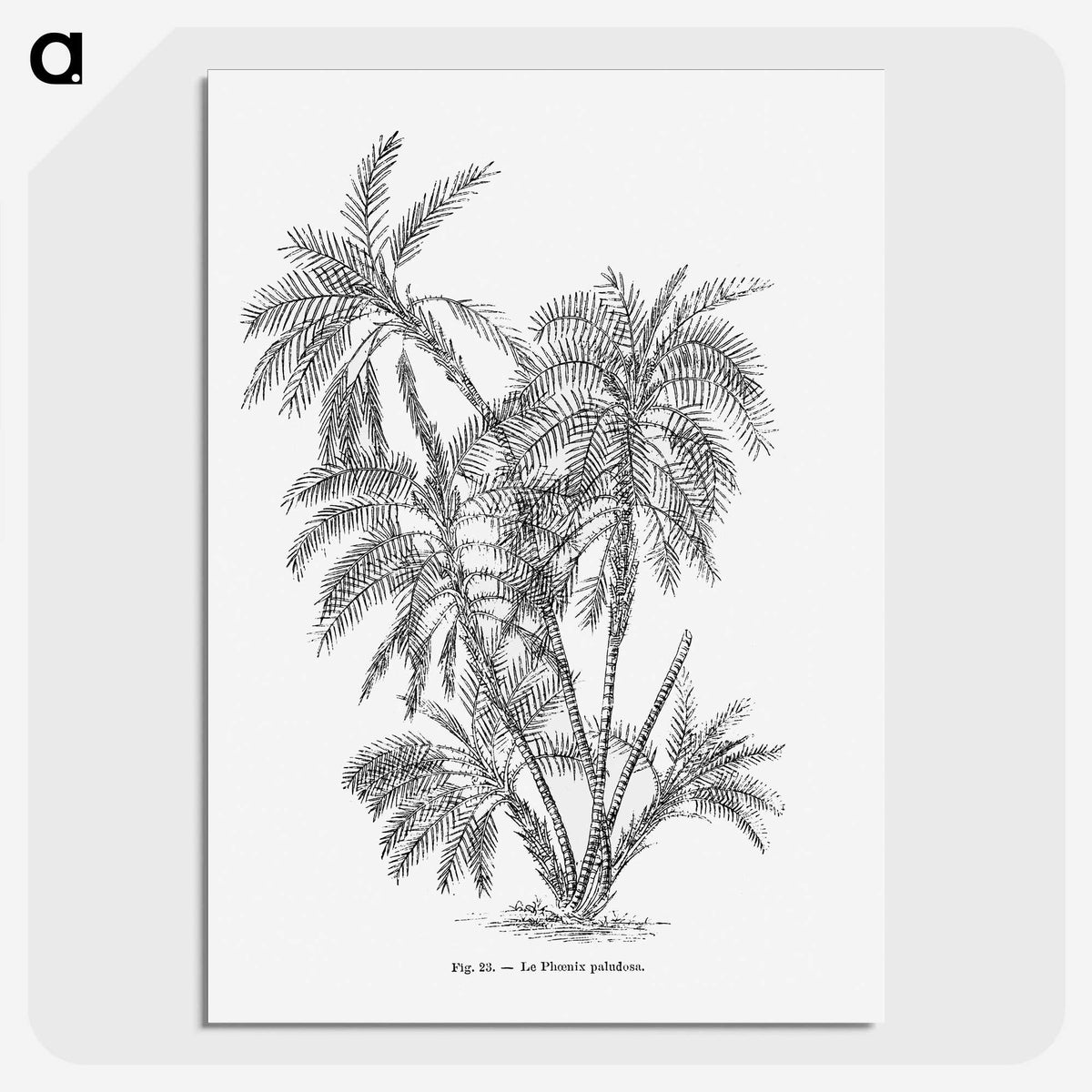 1-70_Les-Palmiers-Histoire-Iconographique_picture-crop