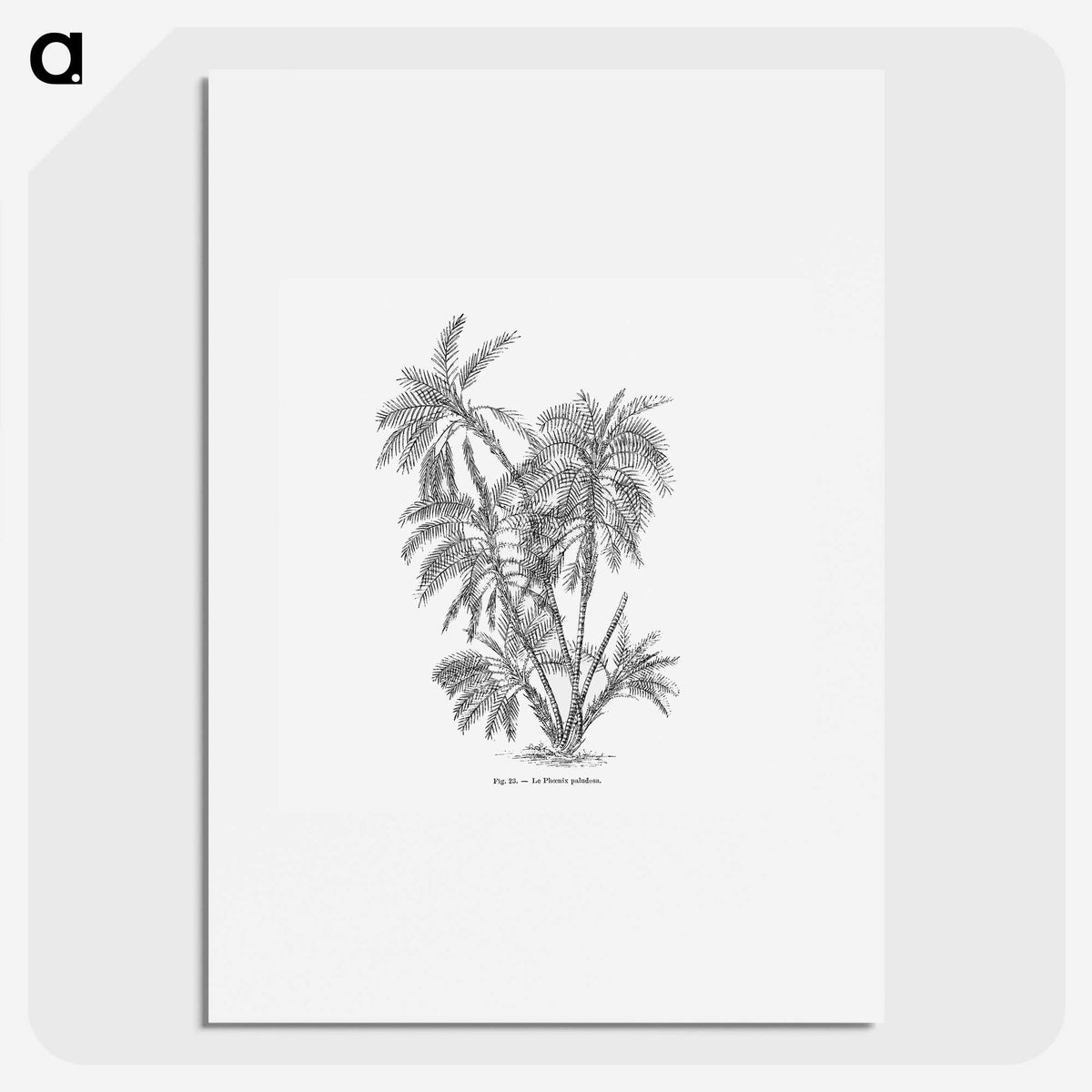 1-70_Les-Palmiers-Histoire-Iconographique_picture