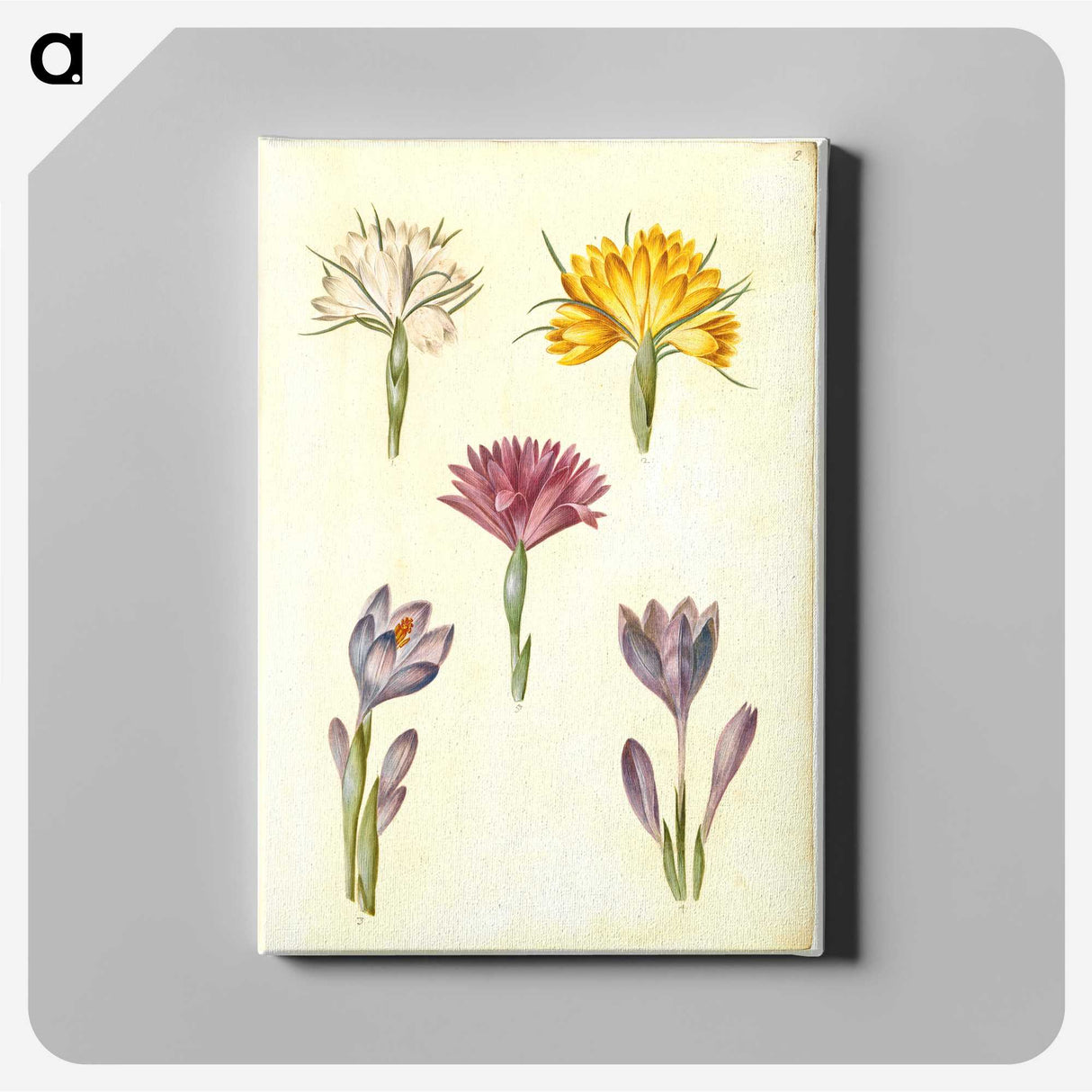 1-70_Maria-Sibylla-Merian_canvas