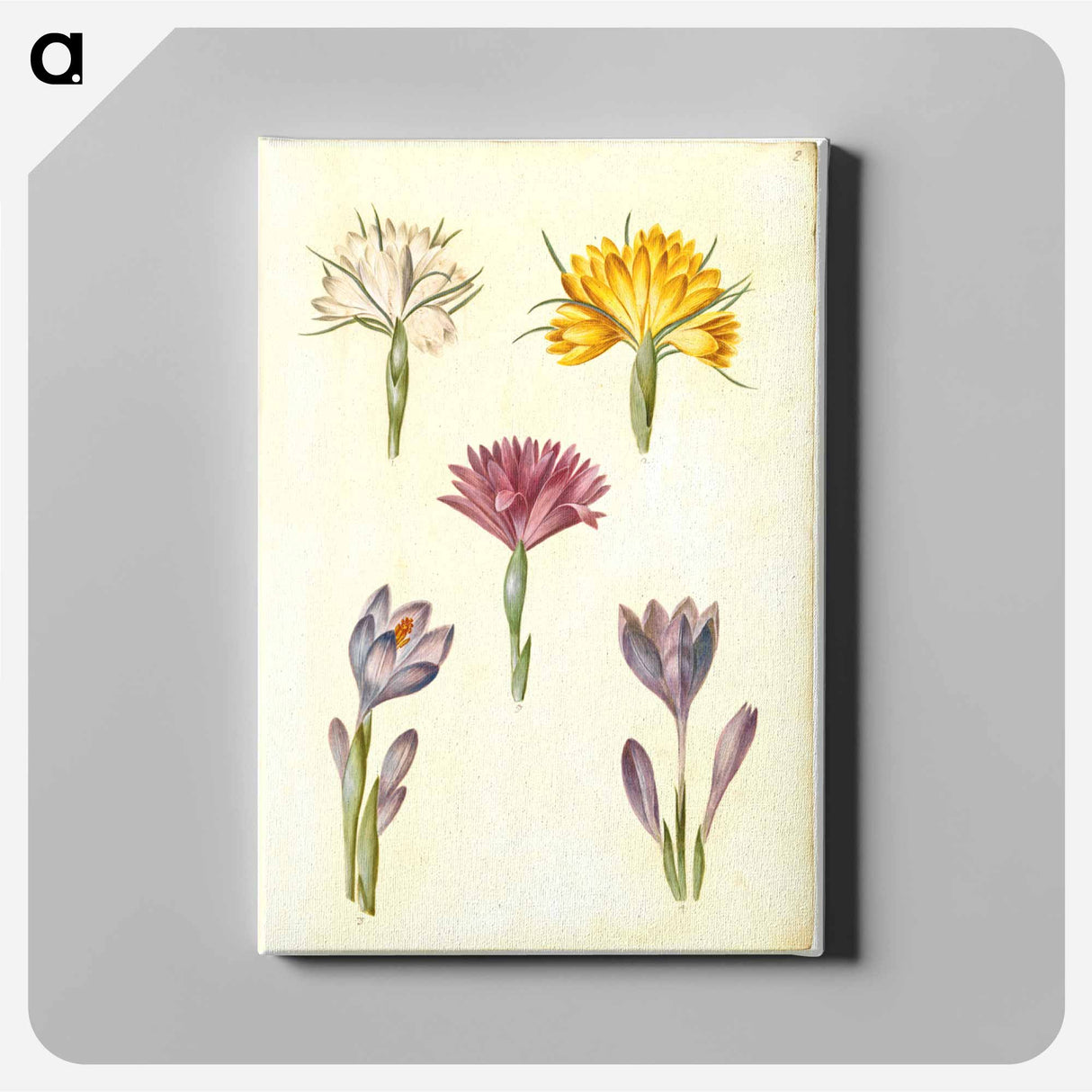 アートパネル-Crocus and Spring Light Flower
- マリア ジビーラ メーリアン Canvas.
