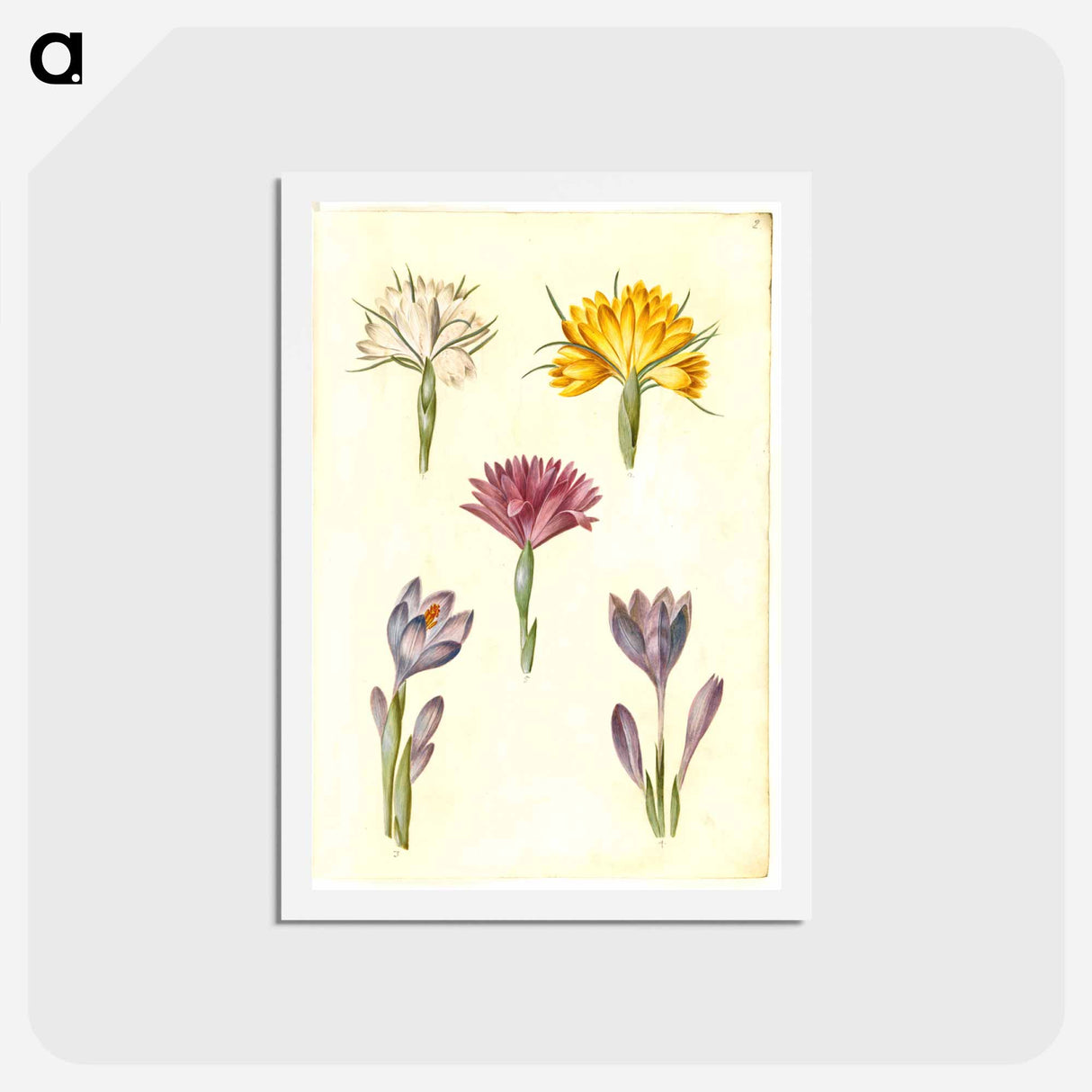 アートポストカード-Crocus and Spring Light Flower
- マリア ジビーラ メーリアン Postcard.