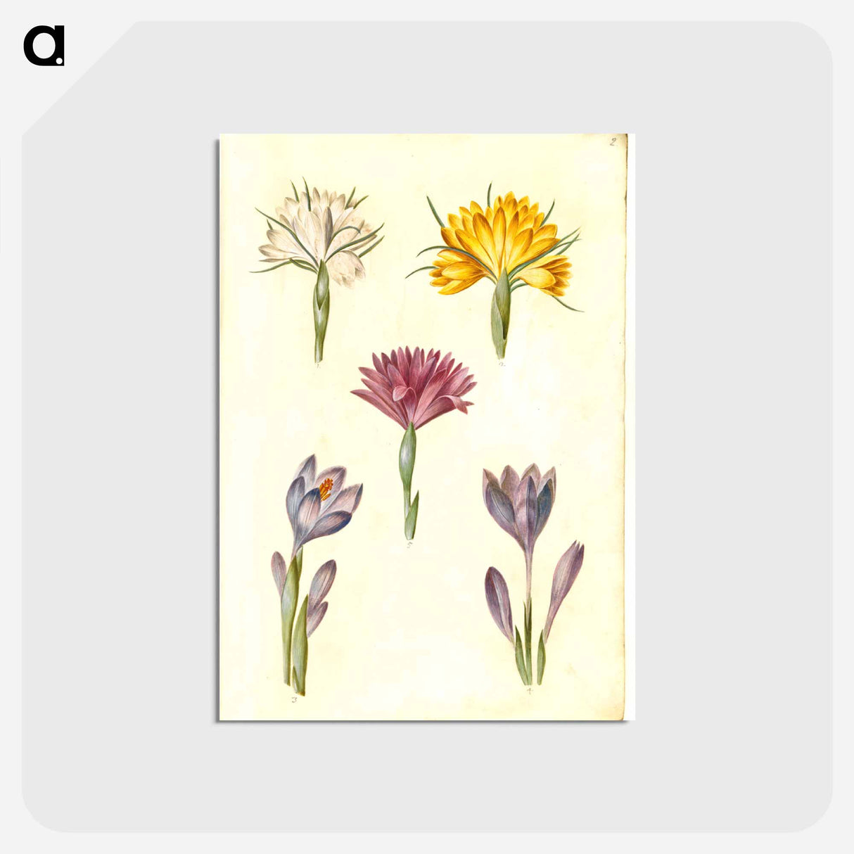 アートポストカード-Crocus and Spring Light Flower
- マリア ジビーラ メーリアン Postcard.