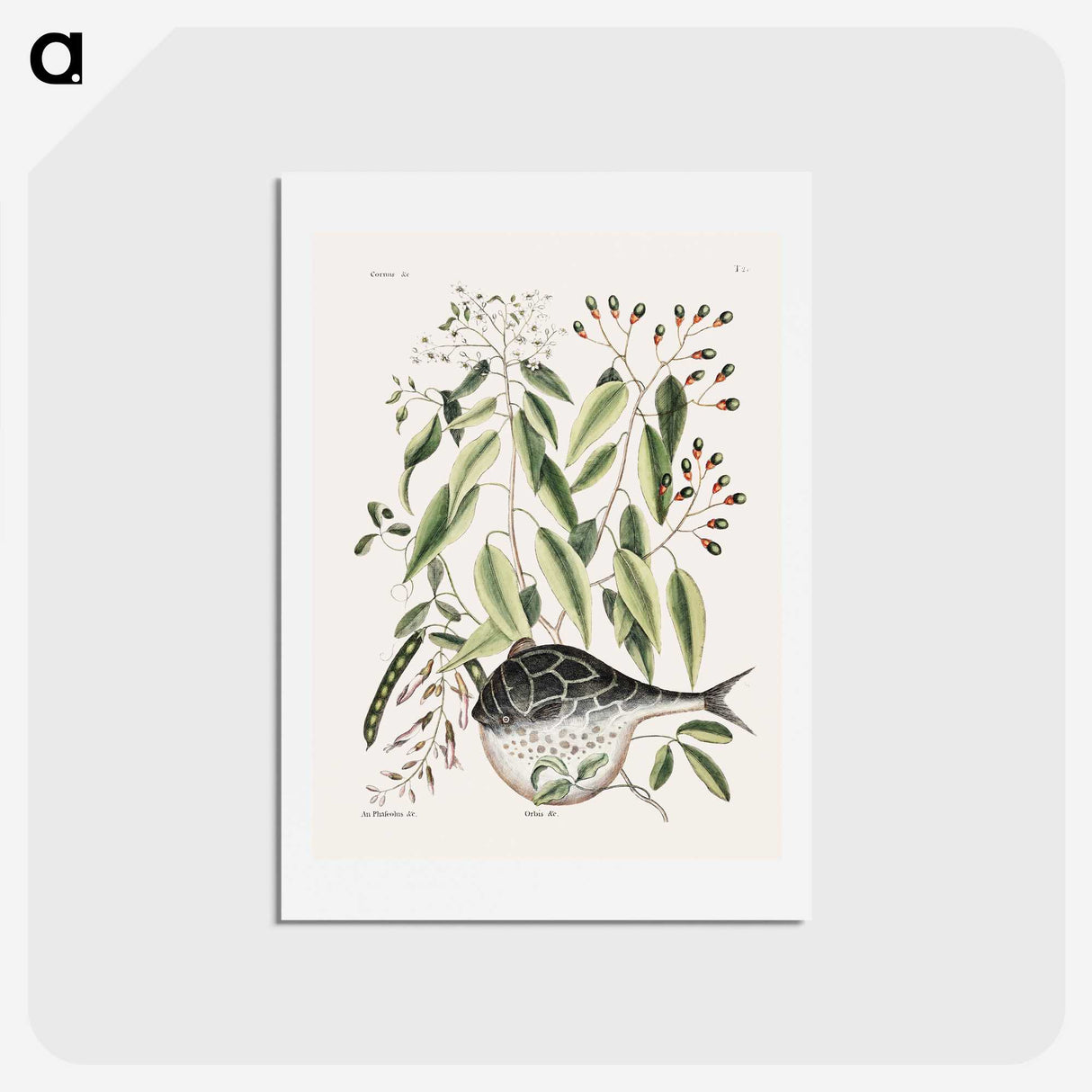 1-70_Mark-Catesby_hagaki
