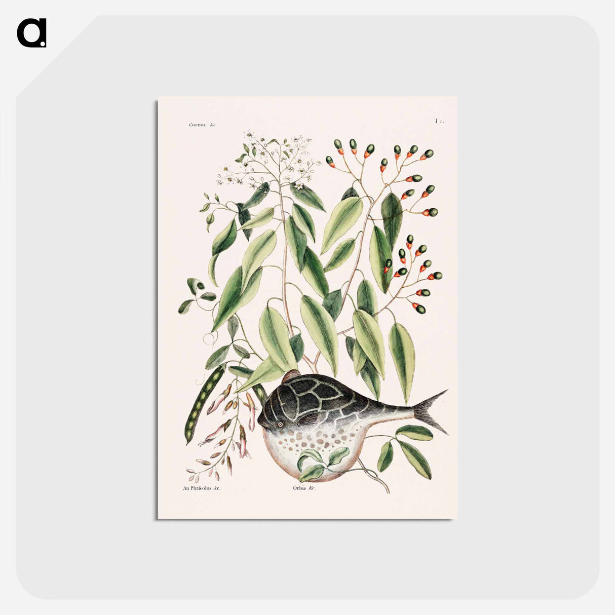 アートポストカード-Globe Fish
- マーク ケイツビー Postcard.