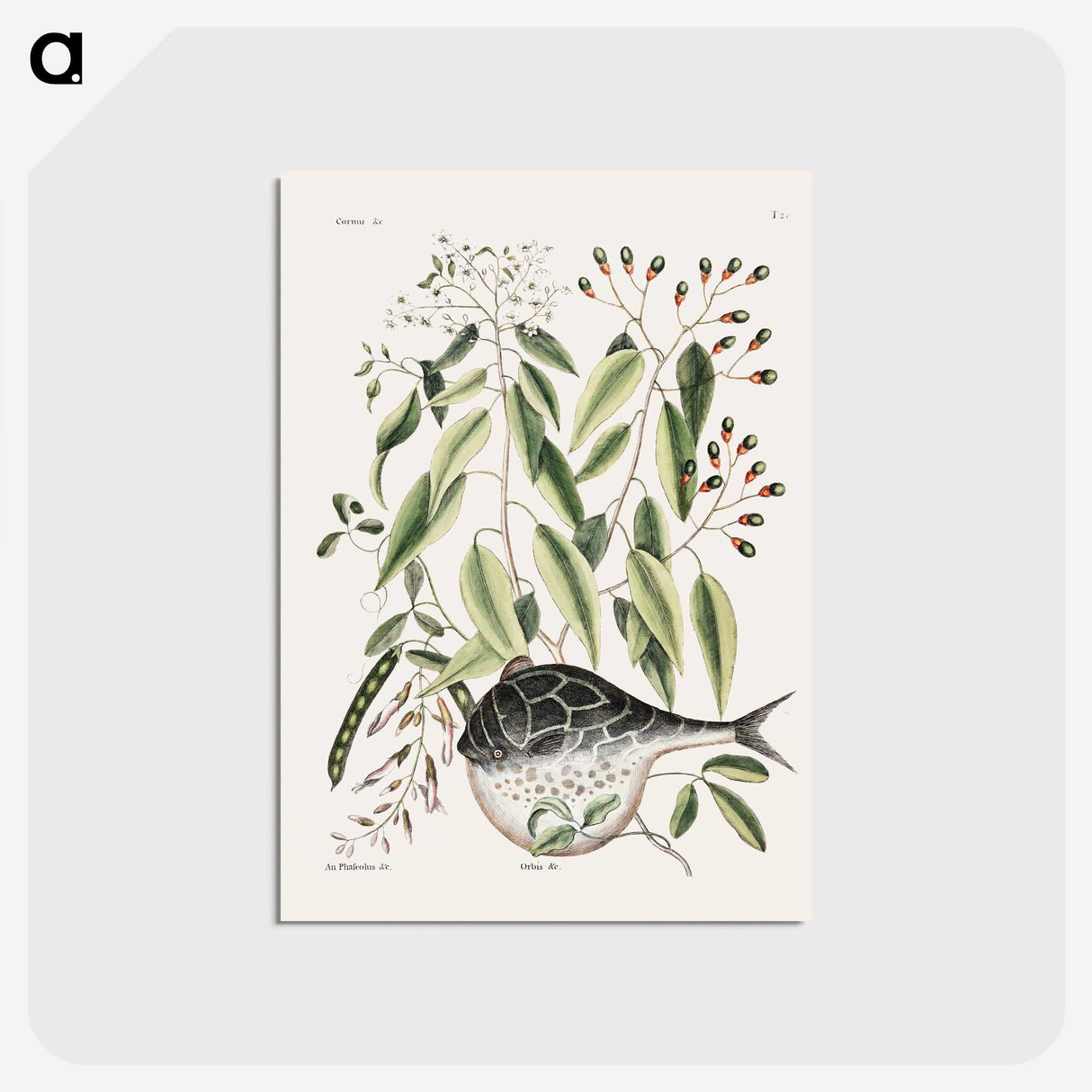 1-70_Mark-Catesby_postcard