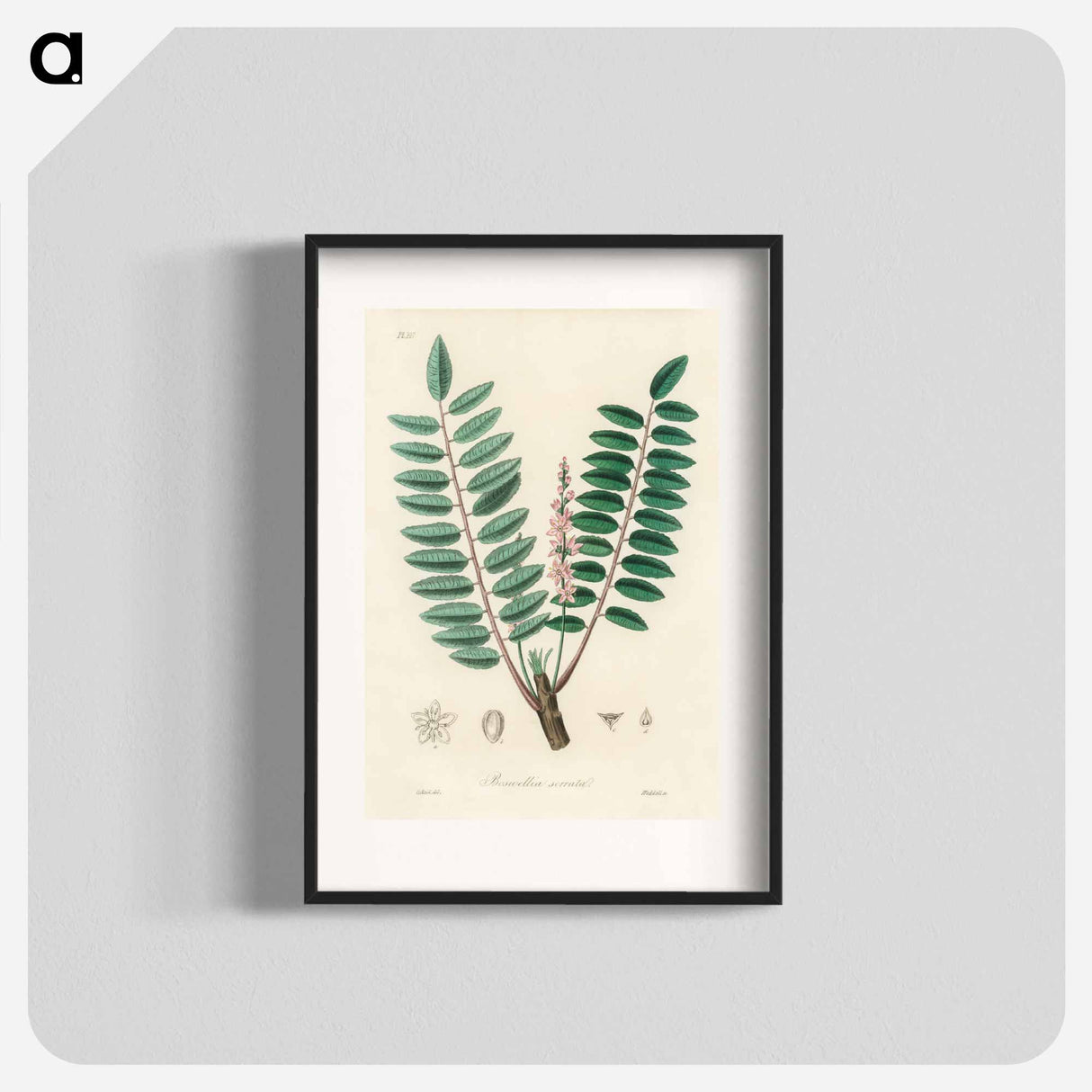 アートポスター-Boswellia serrata
- 薬用植物学 Poster.