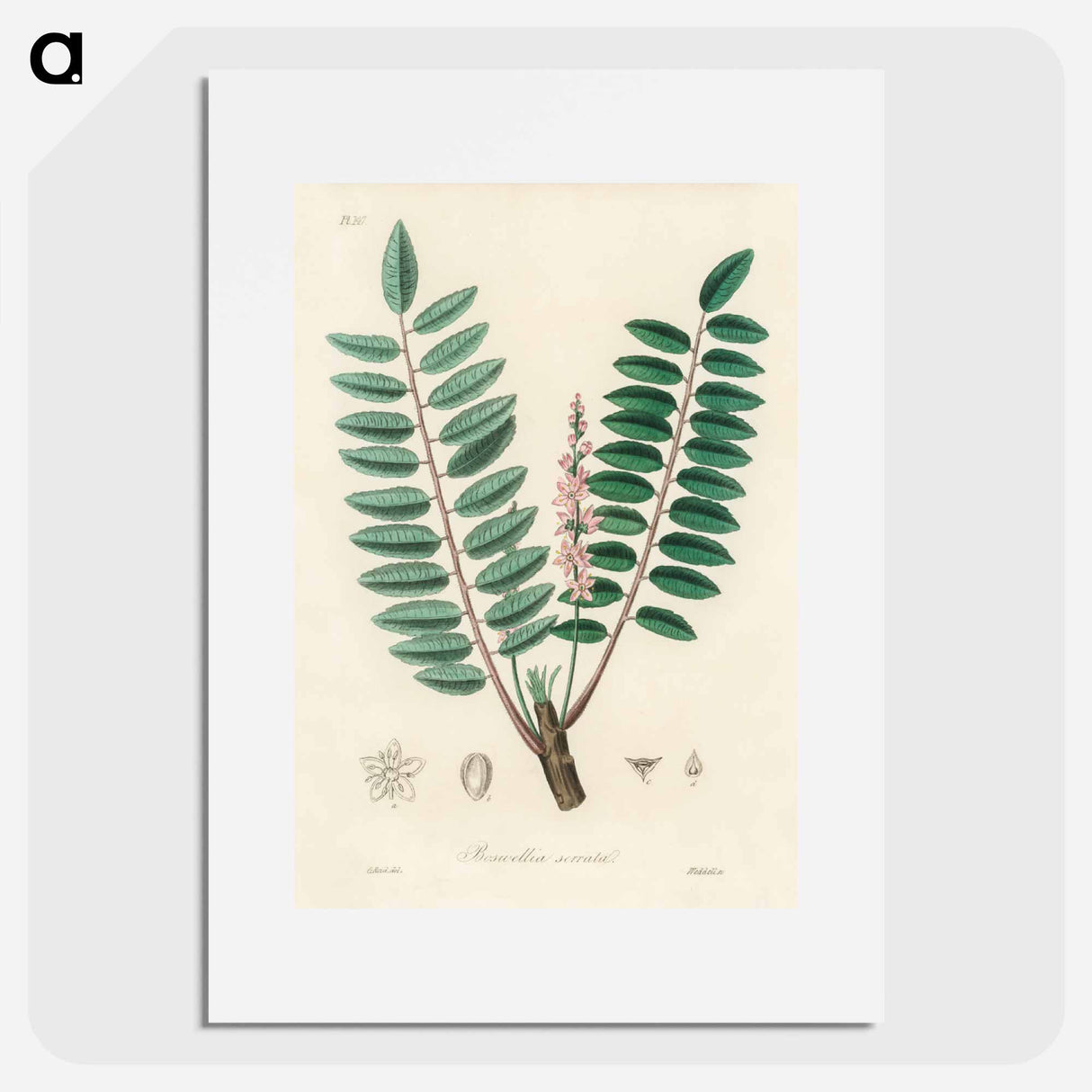 アートポスター-Boswellia serrata
- 薬用植物学 Poster.