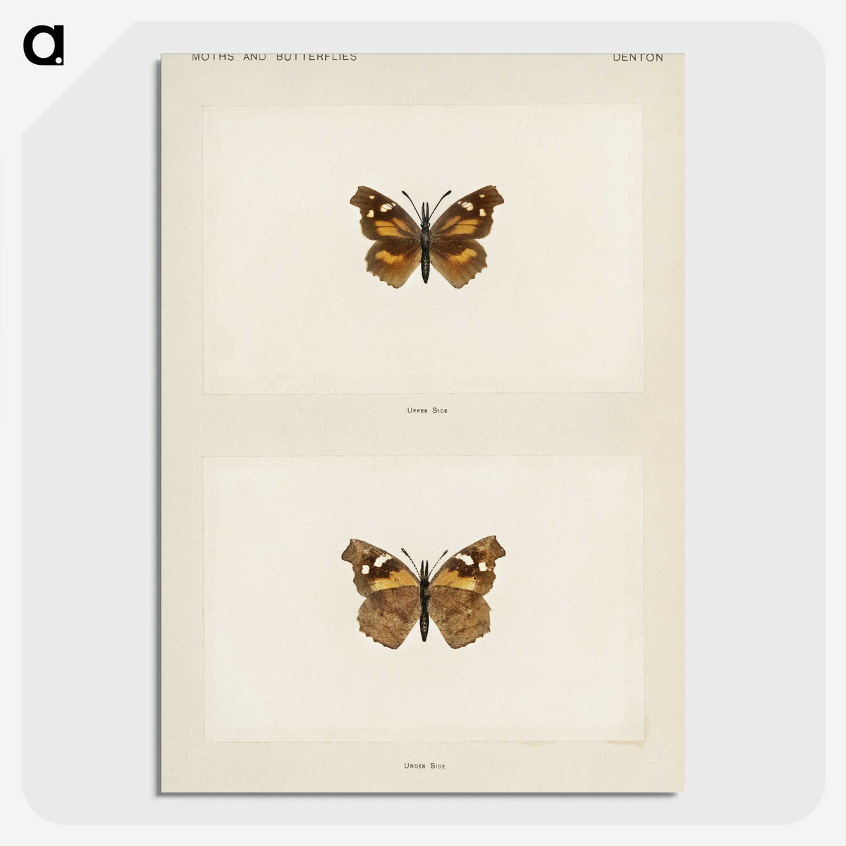 1-70_Moths-and-Butterflies-of-the-United-States_picture-crop
