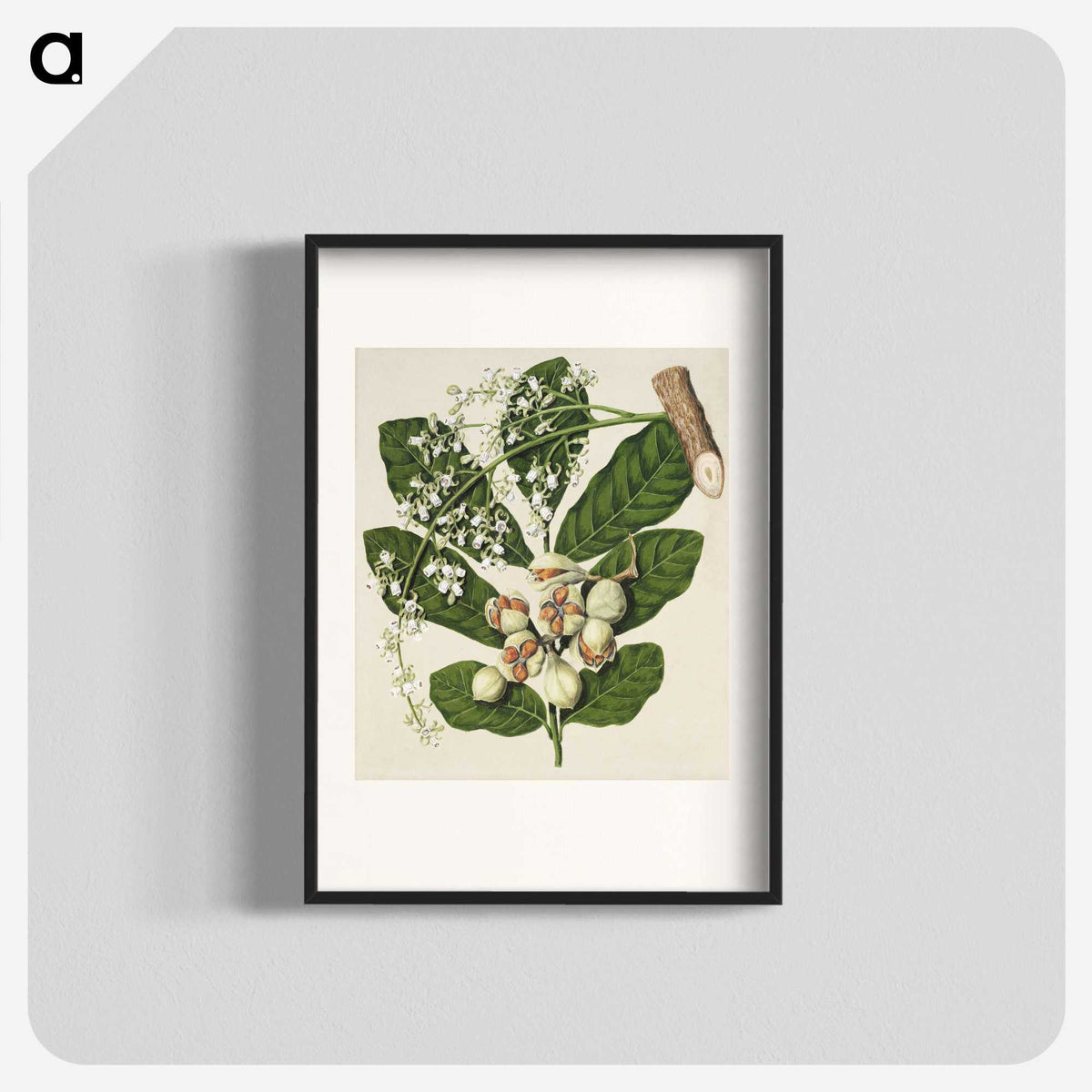 1-70_Native-Flowering-Plants-of-New-Zealand_blk