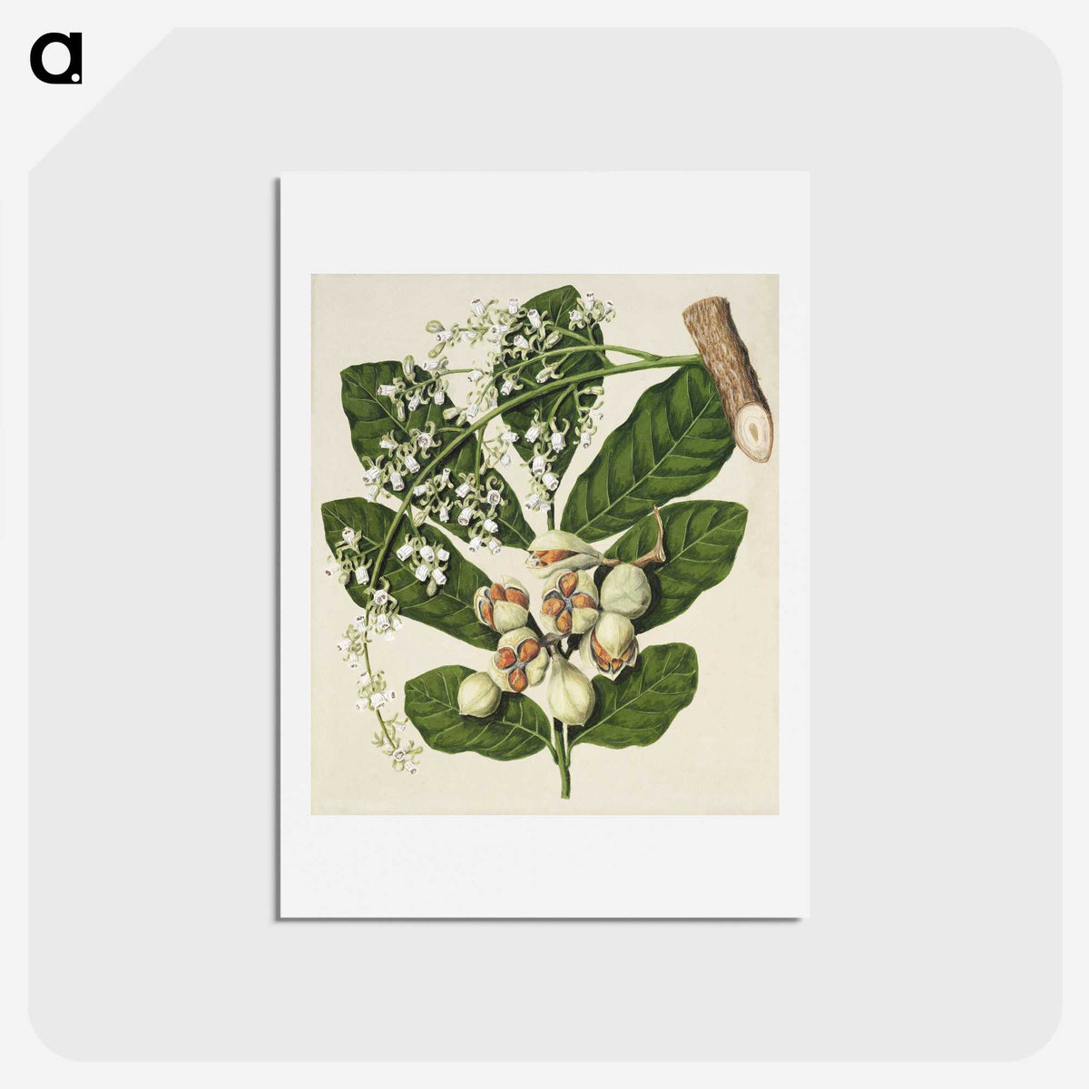 1-70_Native-Flowering-Plants-of-New-Zealand_hagaki