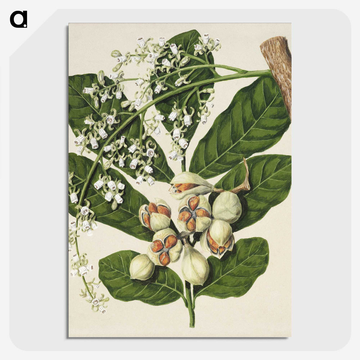 1-70_Native-Flowering-Plants-of-New-Zealand_picture-crop