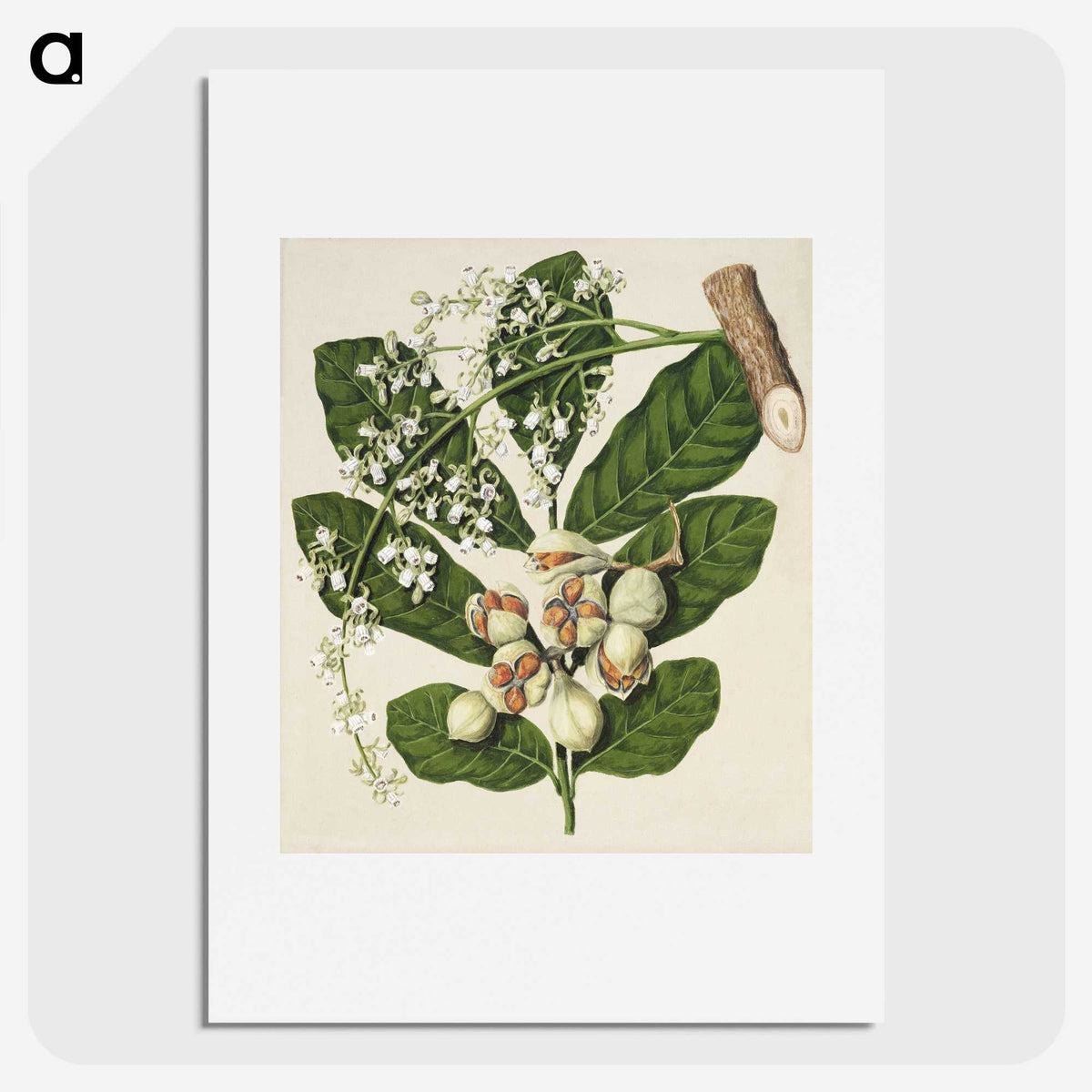 1-70_Native-Flowering-Plants-of-New-Zealand_picture