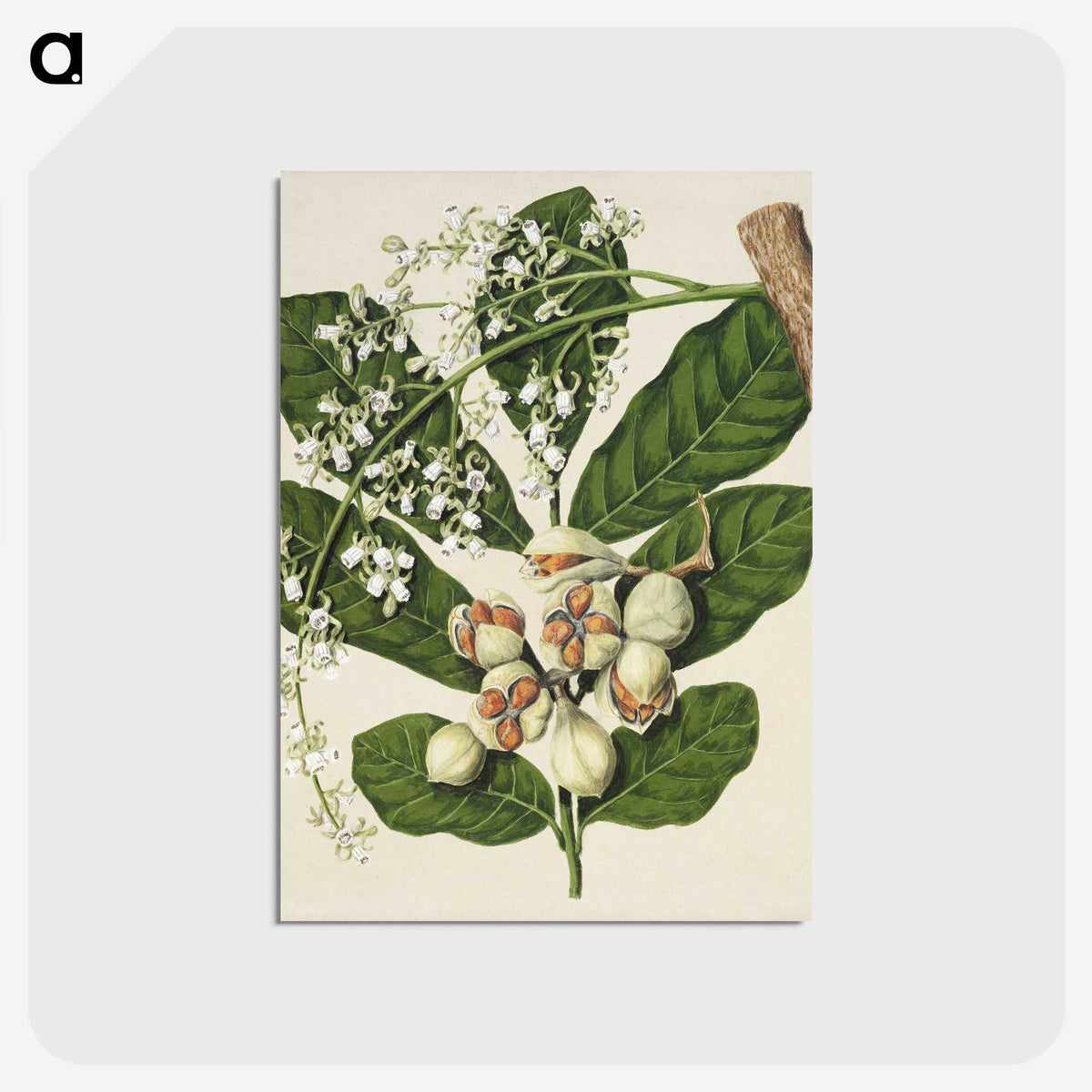 1-70_Native-Flowering-Plants-of-New-Zealand_postcard