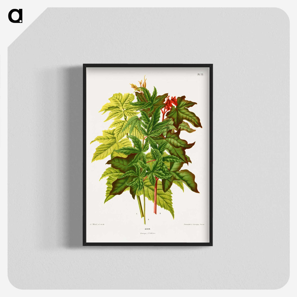 1-70_Nederlandsche-Flora-en-Pomona_blk-crop