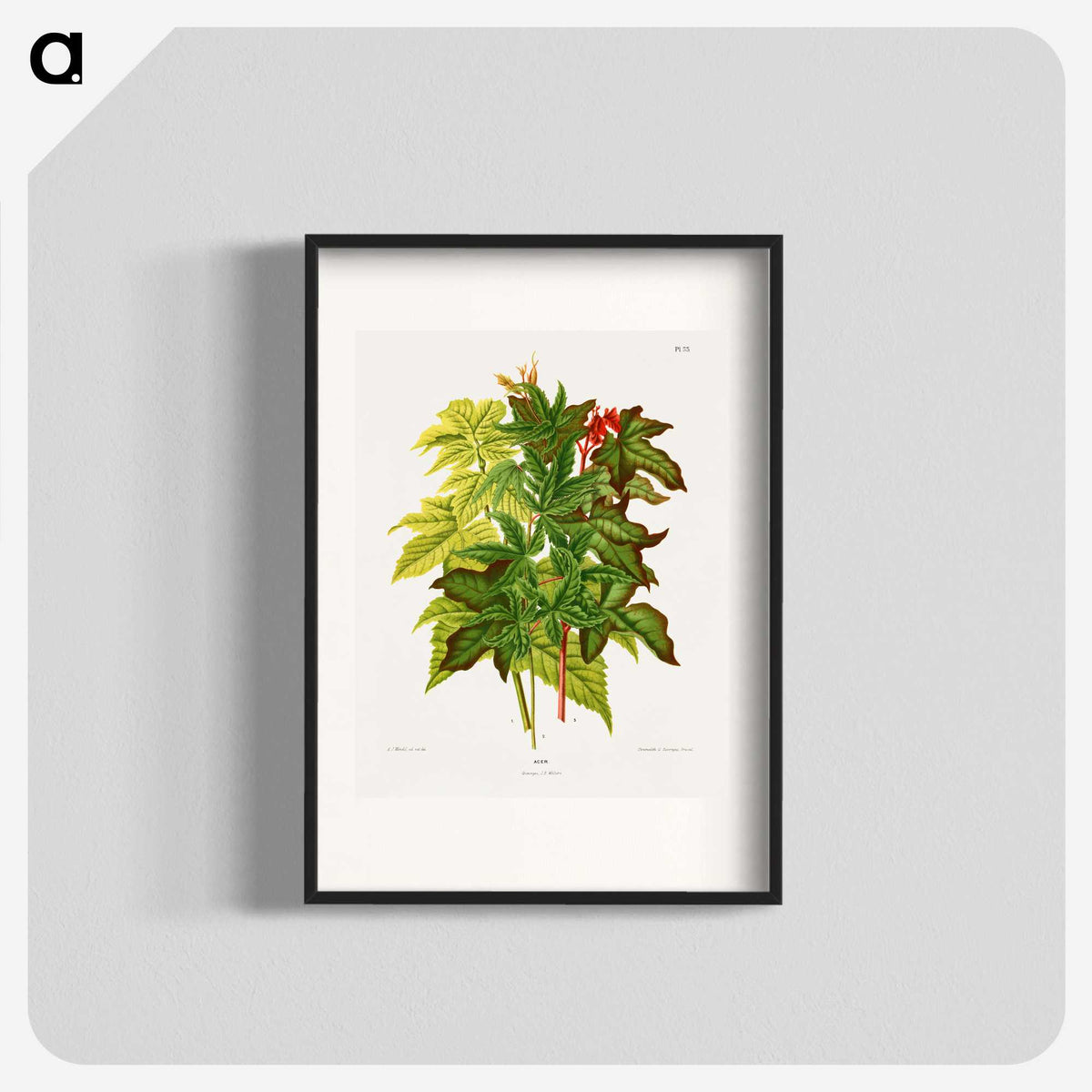 1-70_Nederlandsche-Flora-en-Pomona_blk