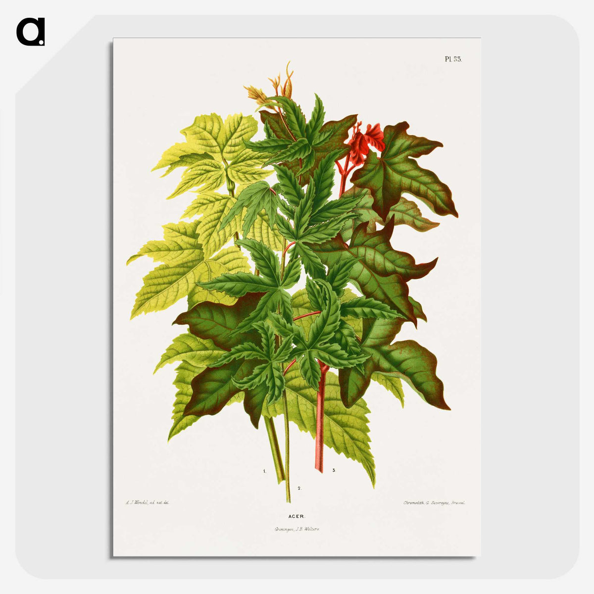 1-70_Nederlandsche-Flora-en-Pomona_picture-crop