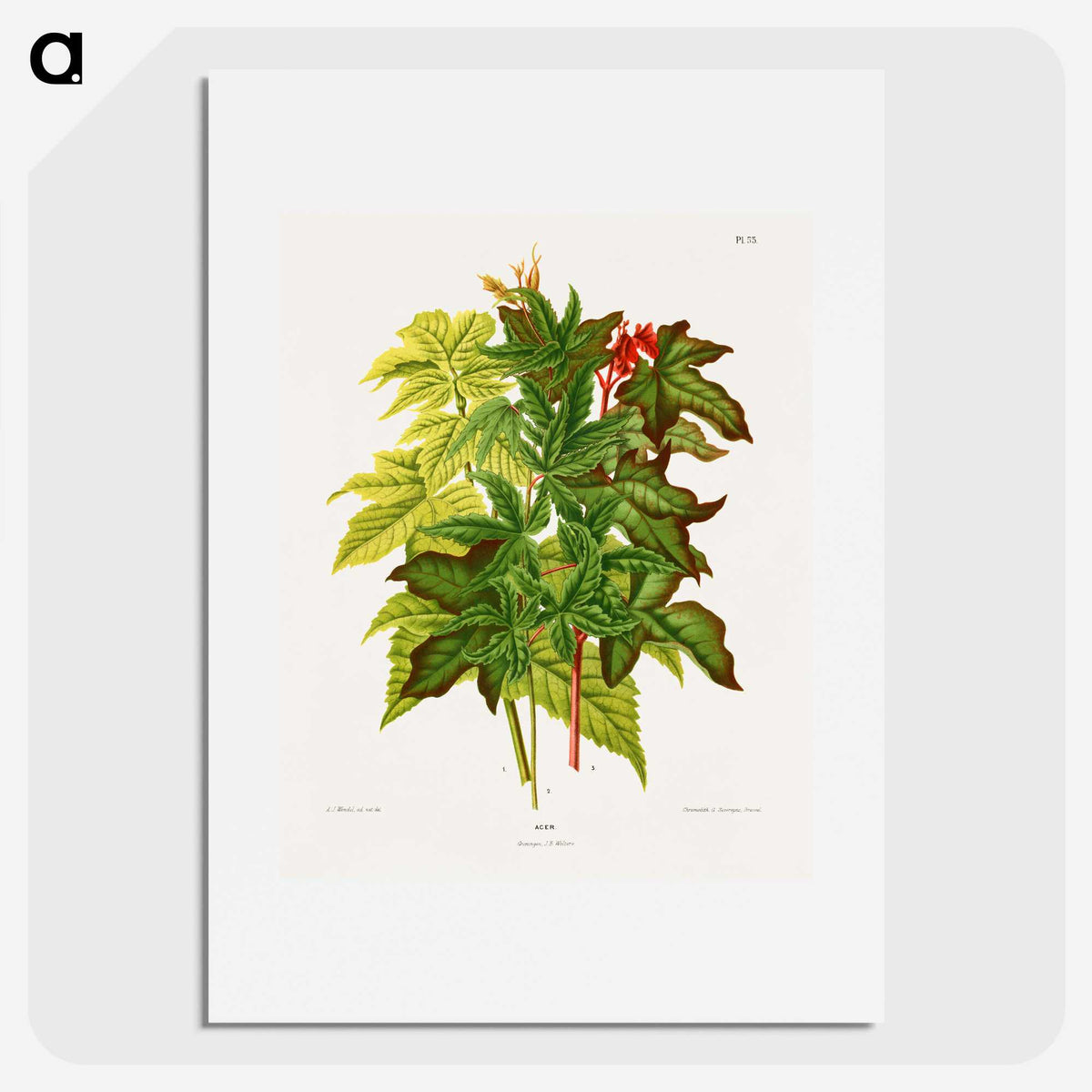 1-70_Nederlandsche-Flora-en-Pomona_picture