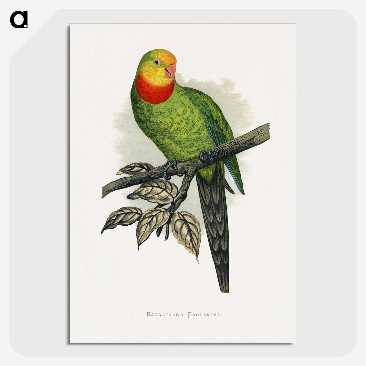 1-70_Parrots-in-Captivity_picture-crop