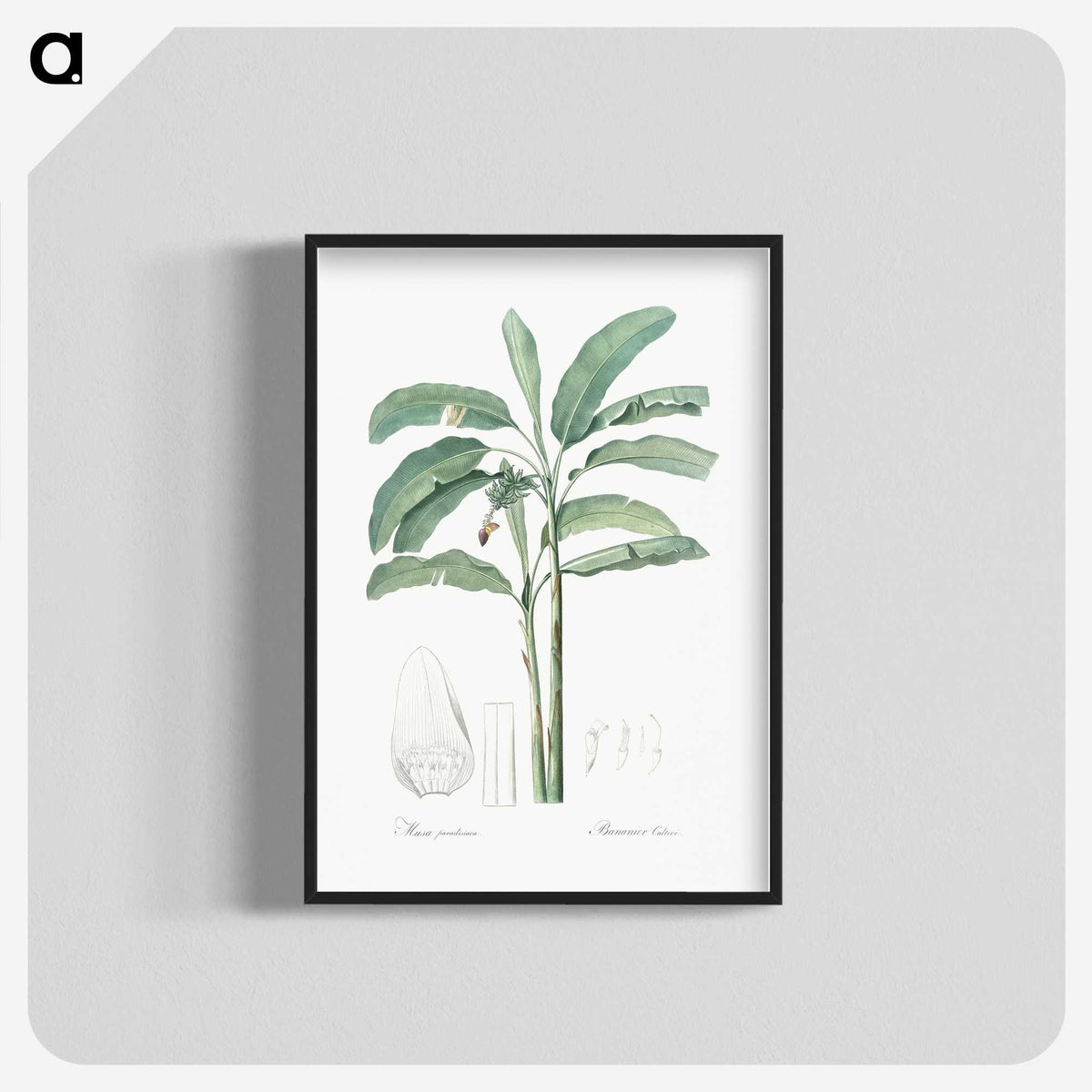 1-70_The-Lilies_blk-crop