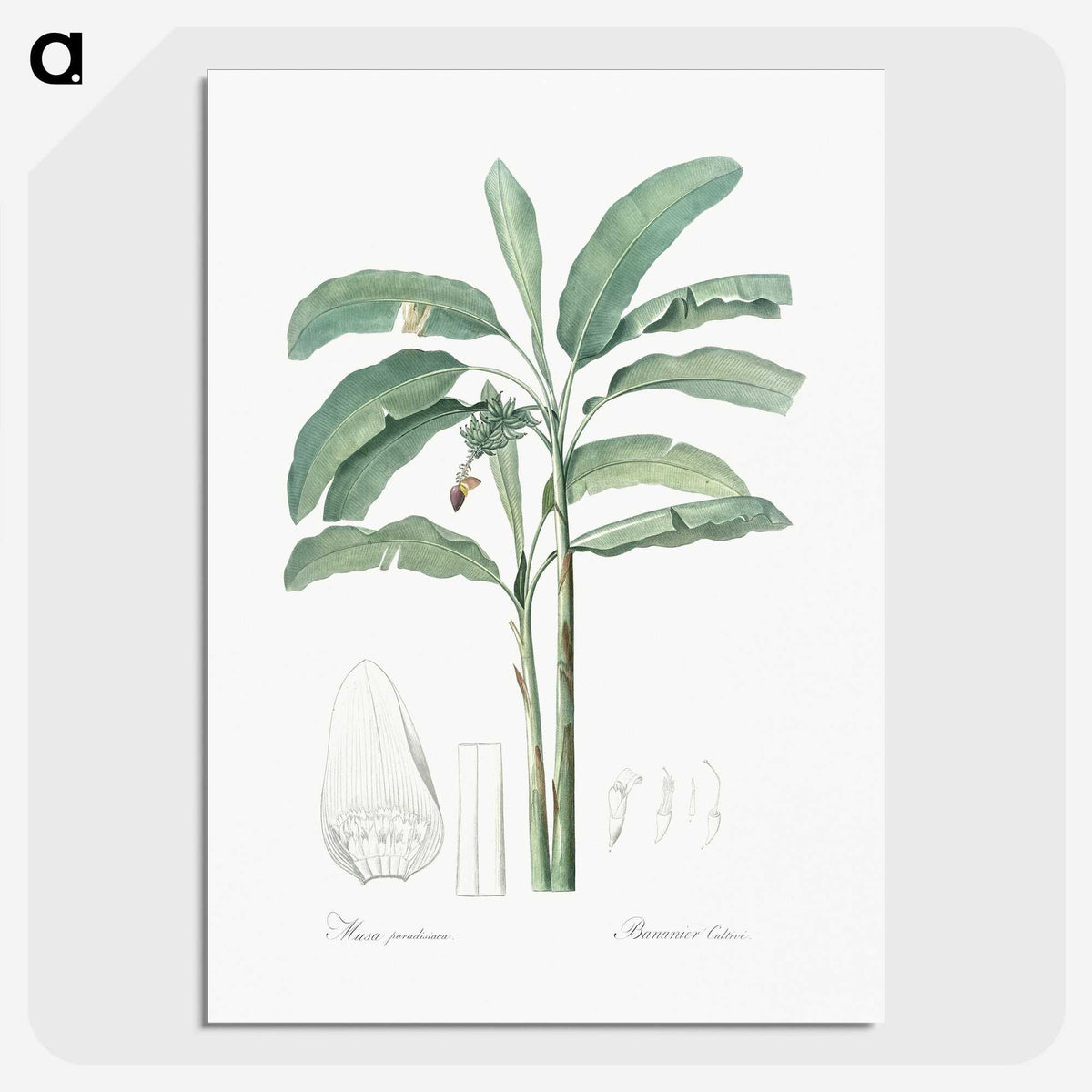 1-70_The-Lilies_picture-crop