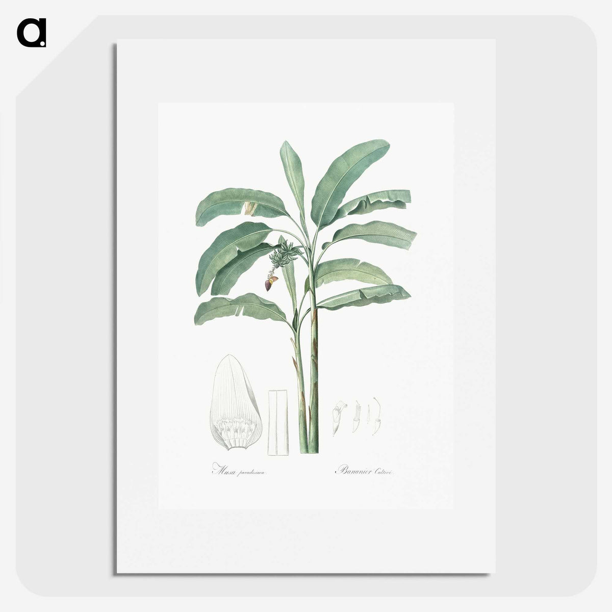 1-70_The-Lilies_picture