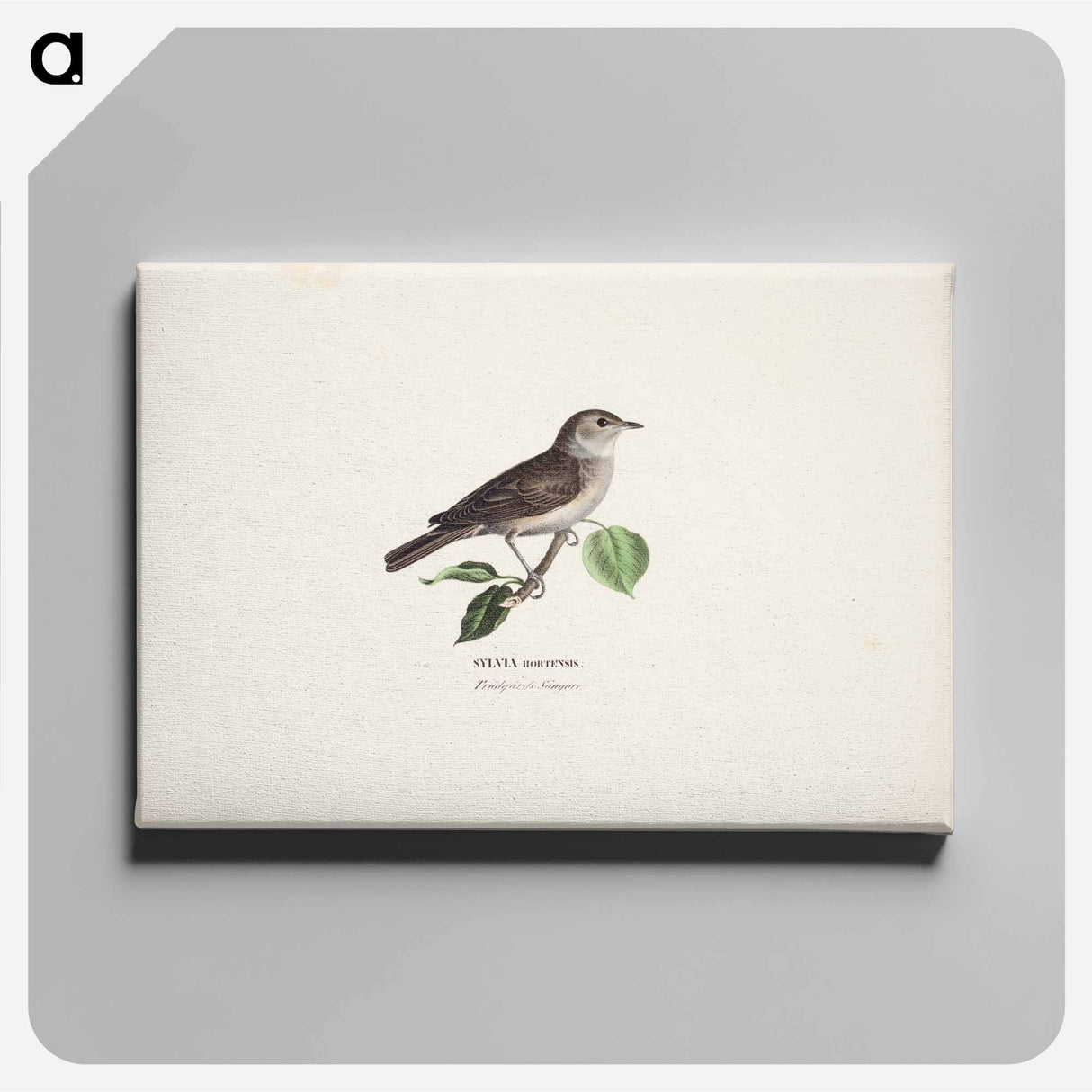 Garden warbler - Wilhelm von Wright Canvas.