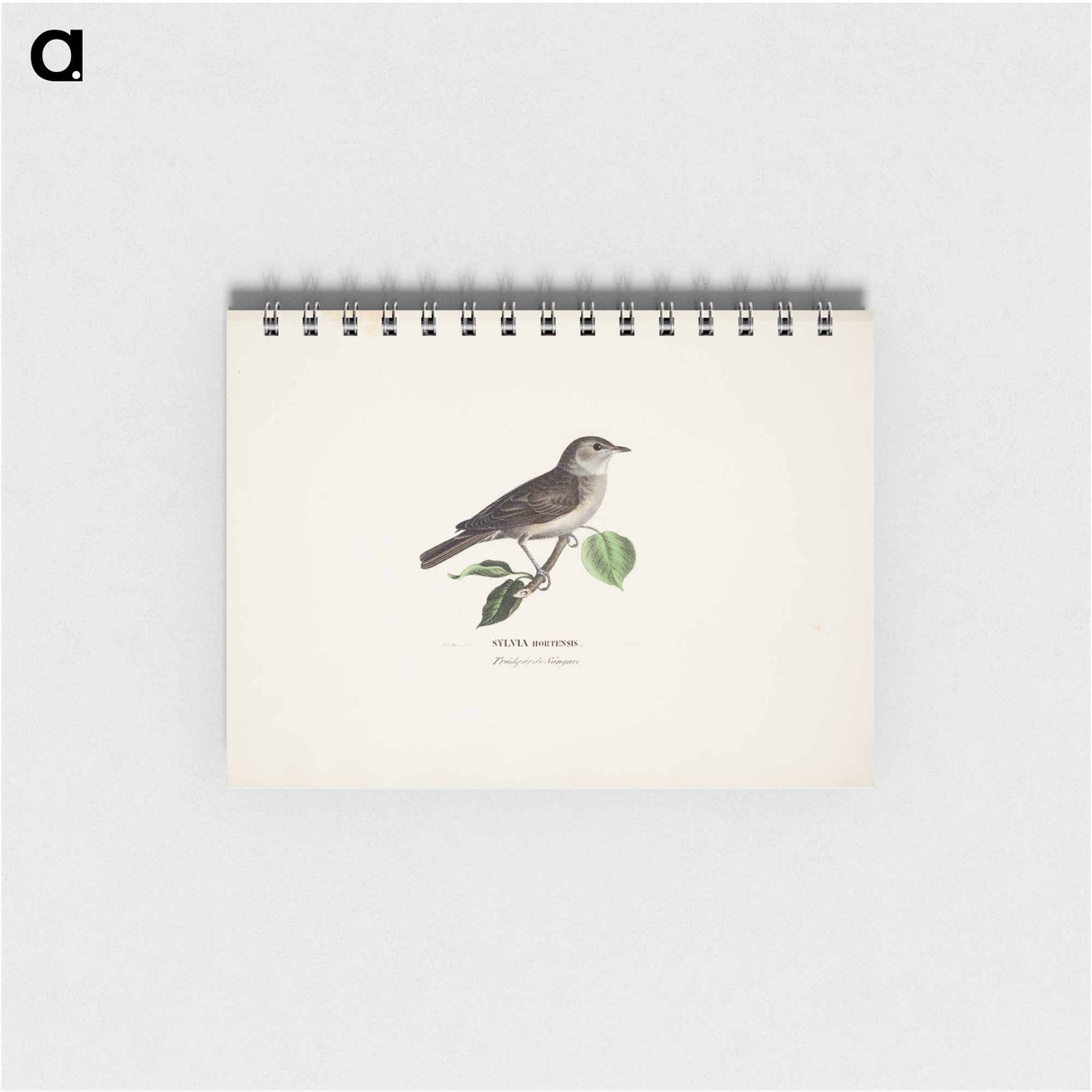 Garden warbler - ヴィルヘルム フォン ライト Memo.