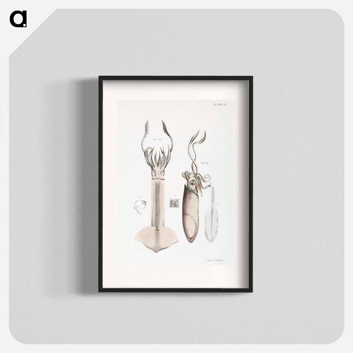 Atlantic brief squid (Loligo brevipinna) Neon flying squid (Loligo bartramii) illustration from Zoology of New York by - ニューヨークの動物学 Poster.