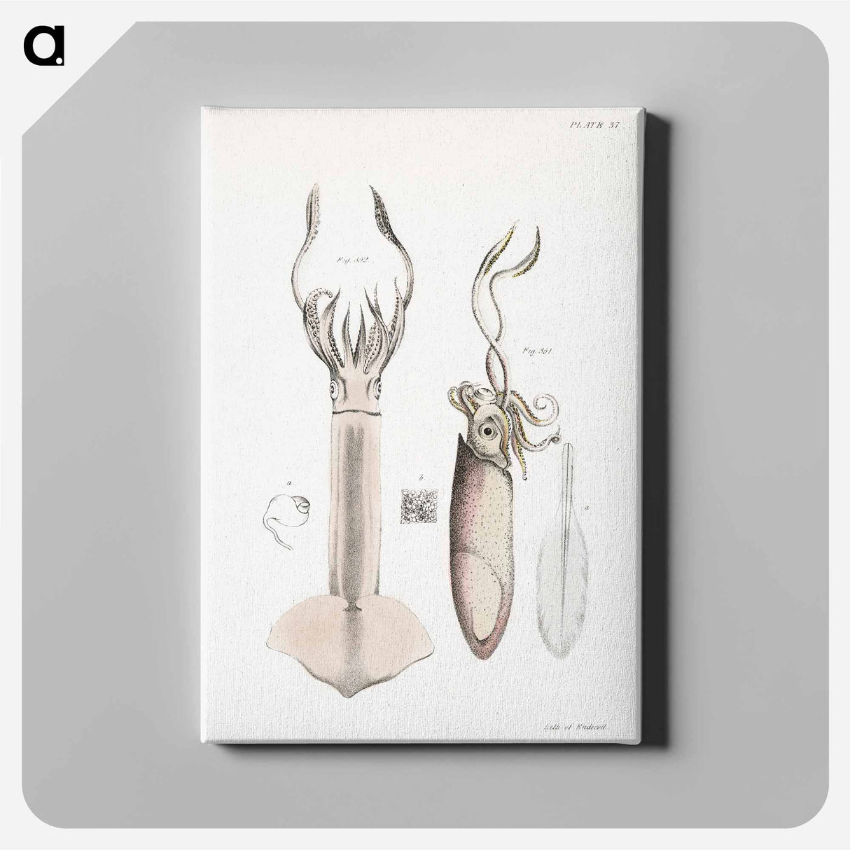 Atlantic brief squid (Loligo brevipinna) Neon flying squid (Loligo bartramii) illustration from Zoology of New York by - Zoology of New York Canvas.