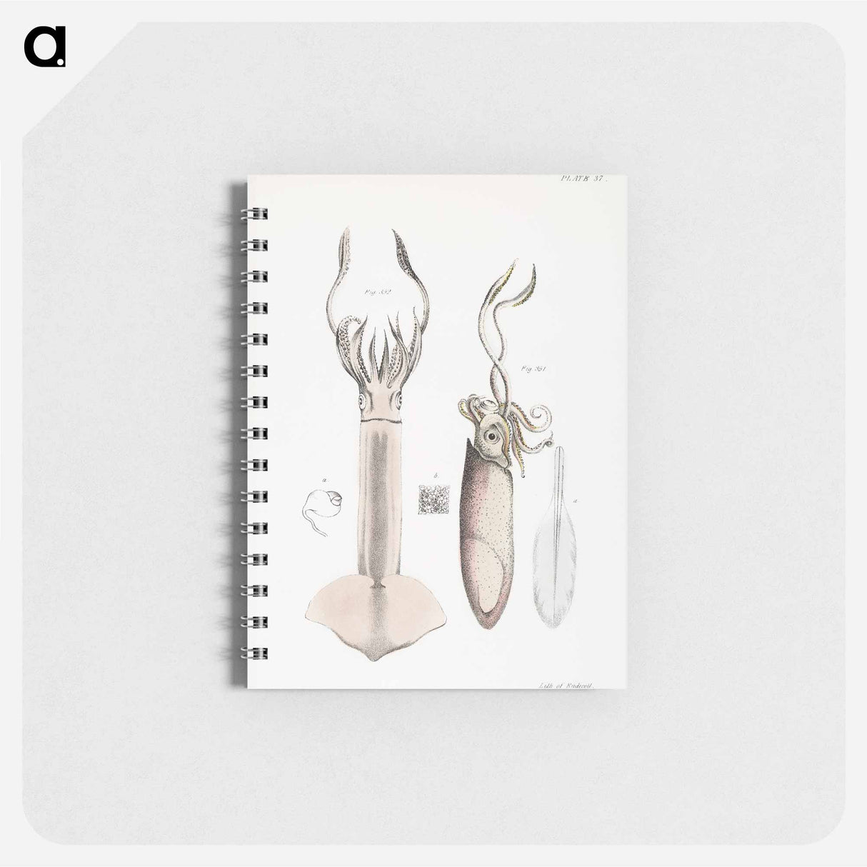 Atlantic brief squid (Loligo brevipinna) Neon flying squid (Loligo bartramii) illustration from Zoology of New York by - ニューヨークの動物学 Memo.