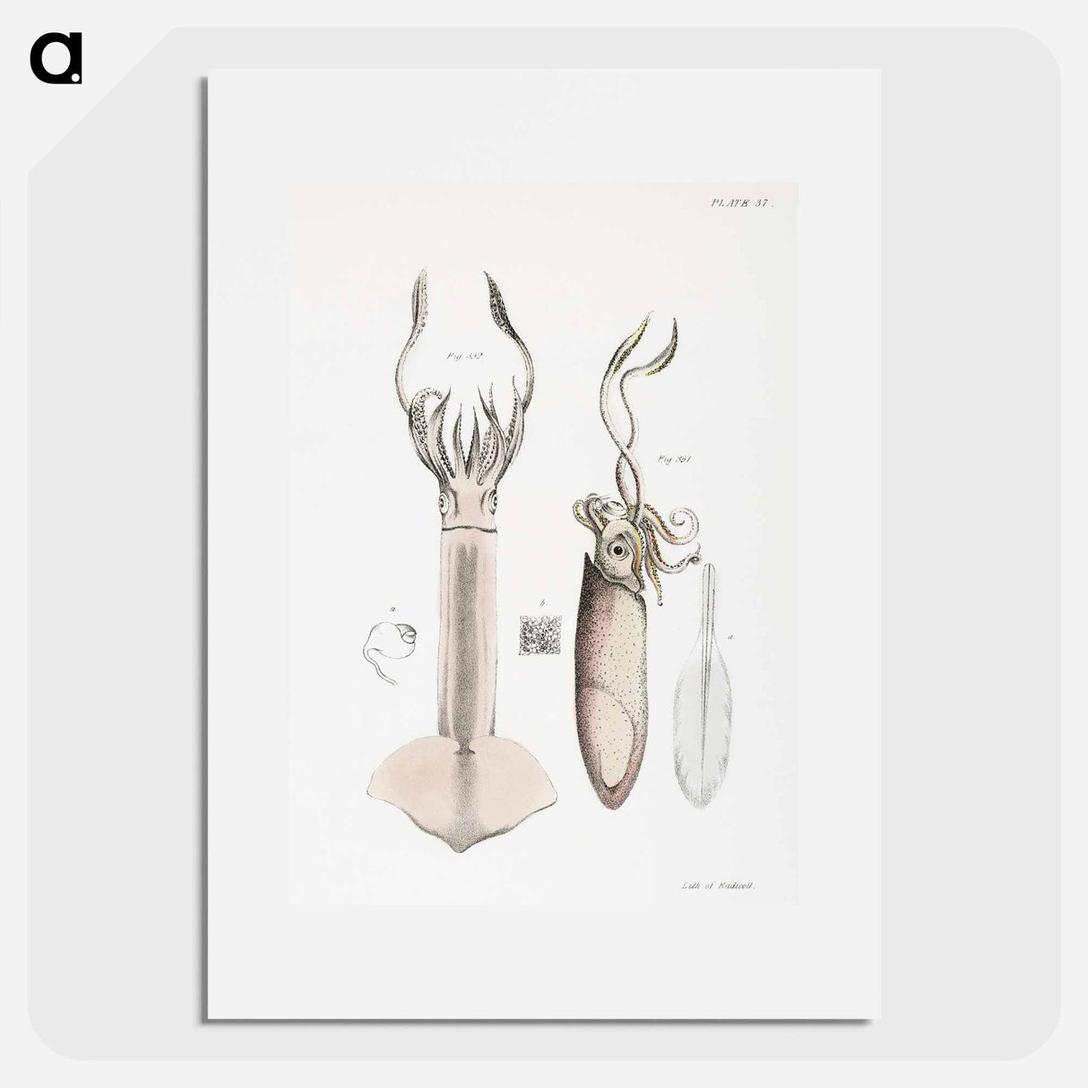 Atlantic brief squid (Loligo brevipinna) Neon flying squid (Loligo bartramii) illustration from Zoology of New York by - ニューヨークの動物学 Poster.