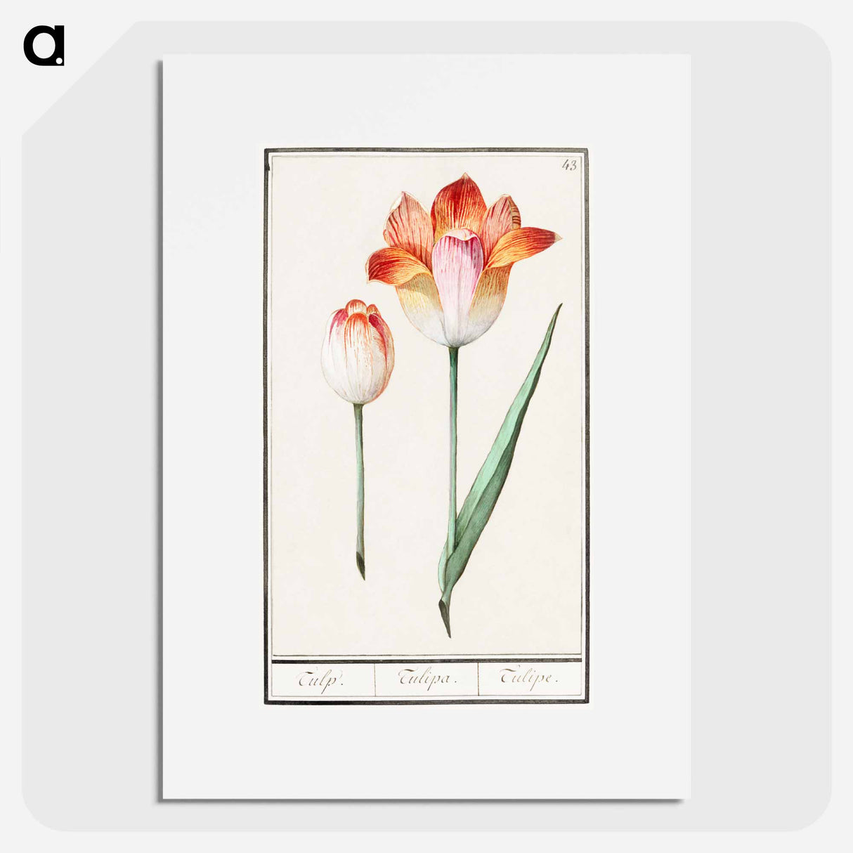 Tulip - アンセルムス ボエティウス デ ブート Poster.