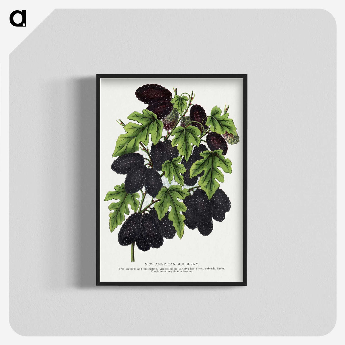 1-71_Botanical-Specimen-Plates_blk-crop