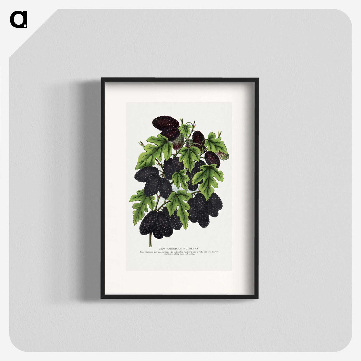 1-71_Botanical-Specimen-Plates_blk