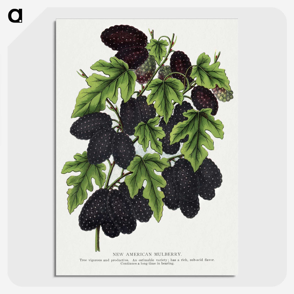 1-71_Botanical-Specimen-Plates_picture-crop