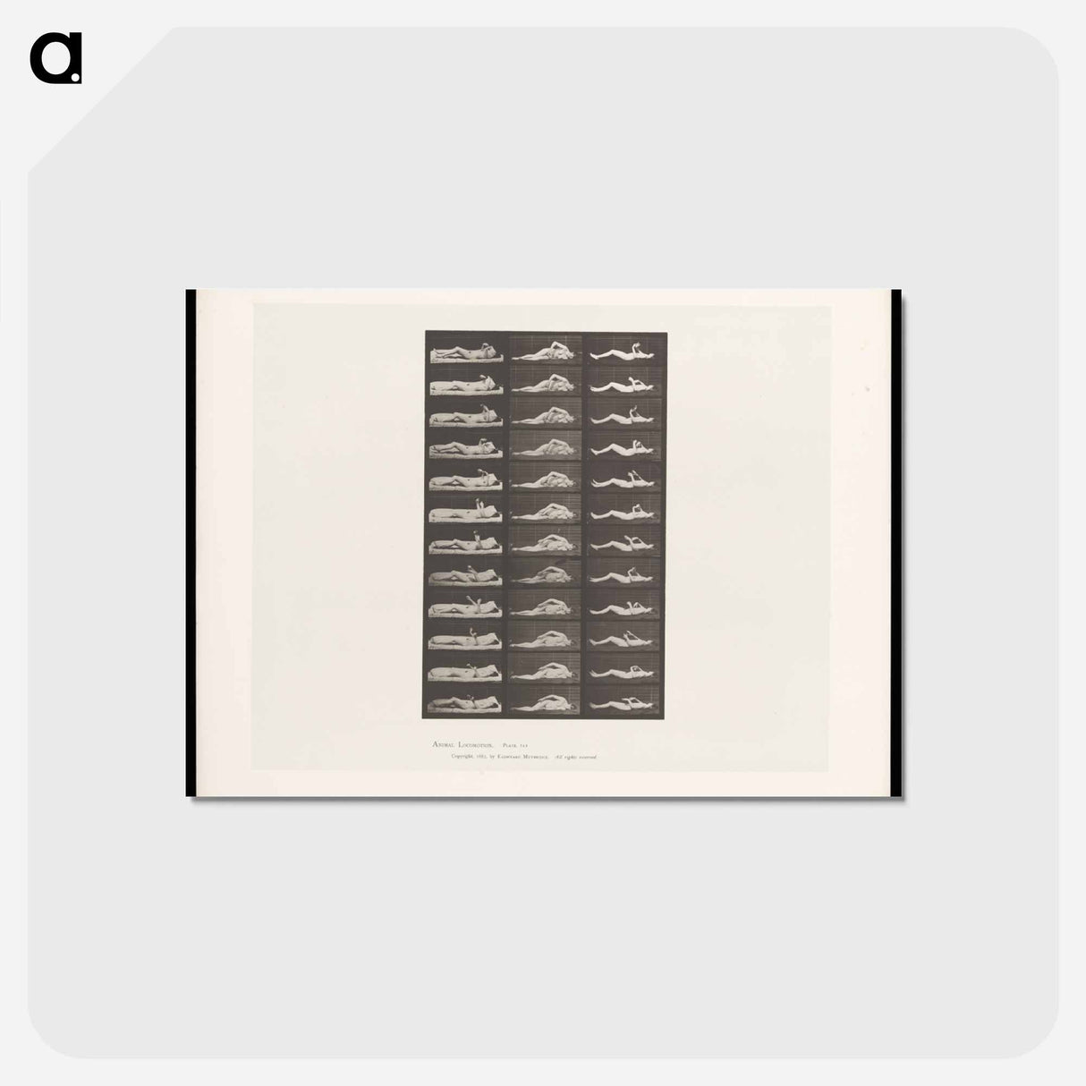 アートポストカード-Convulsions
- エドワード マイブリッジ Postcard.