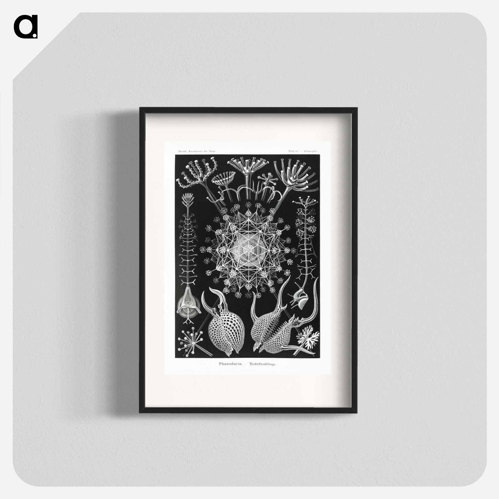 Phaeodaria–Rohrstrahlinge - エルンスト ヘッケル Poster.