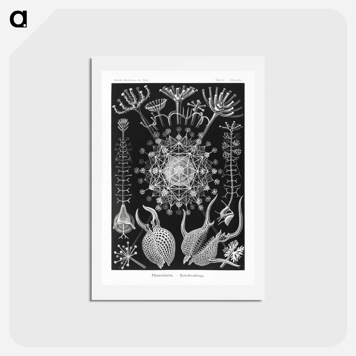 アートポストカード-Phaeodaria–Rohrstrahlinge - エルンスト ヘッケル Postcard.