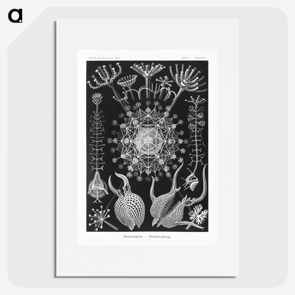 1-71_Ernst-Haeckel_picture