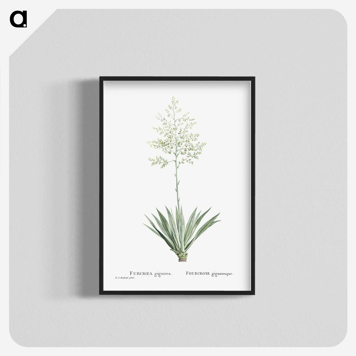 1-71_Histoire-des-Plantes-Grasses_blk-crop