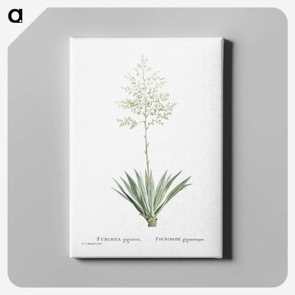 1-71_Histoire-des-Plantes-Grasses_canvas
