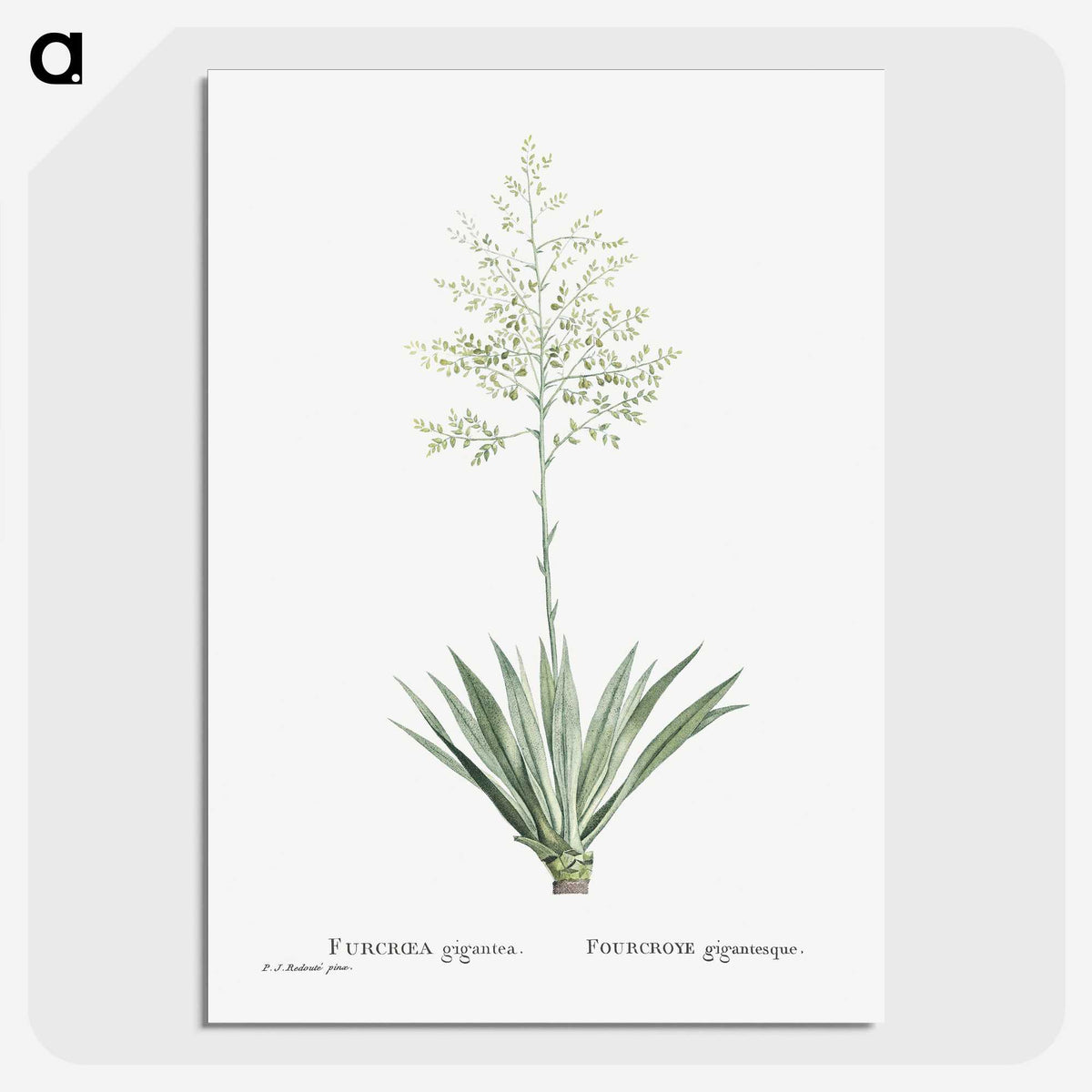 1-71_Histoire-des-Plantes-Grasses_picture-crop