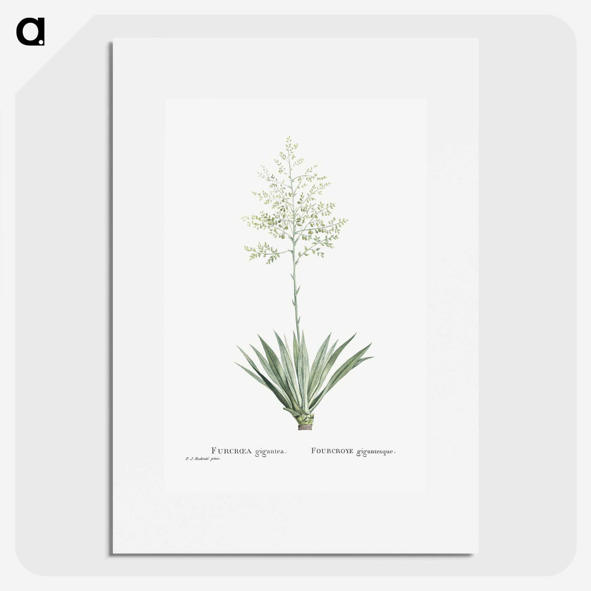1-71_Histoire-des-Plantes-Grasses_picture