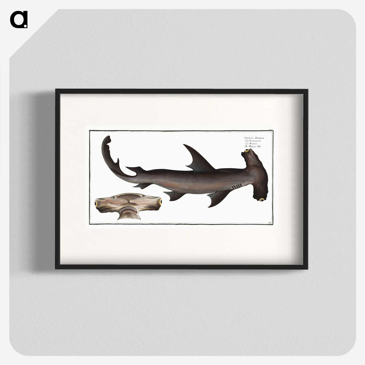 1-71_Ichtyologie-ou-Histoire-naturelle_blk