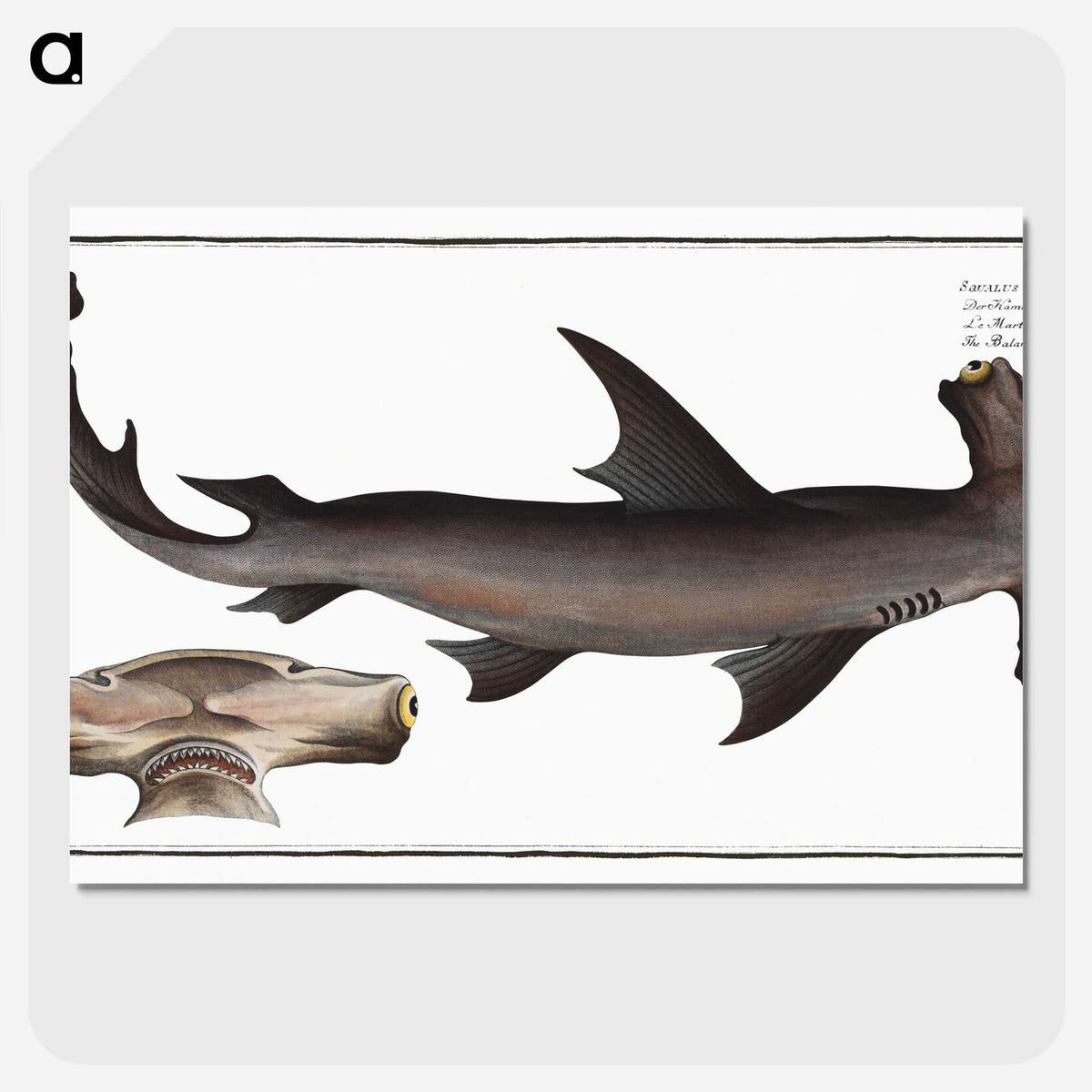 1-71_Ichtyologie-ou-Histoire-naturelle_picture-crop