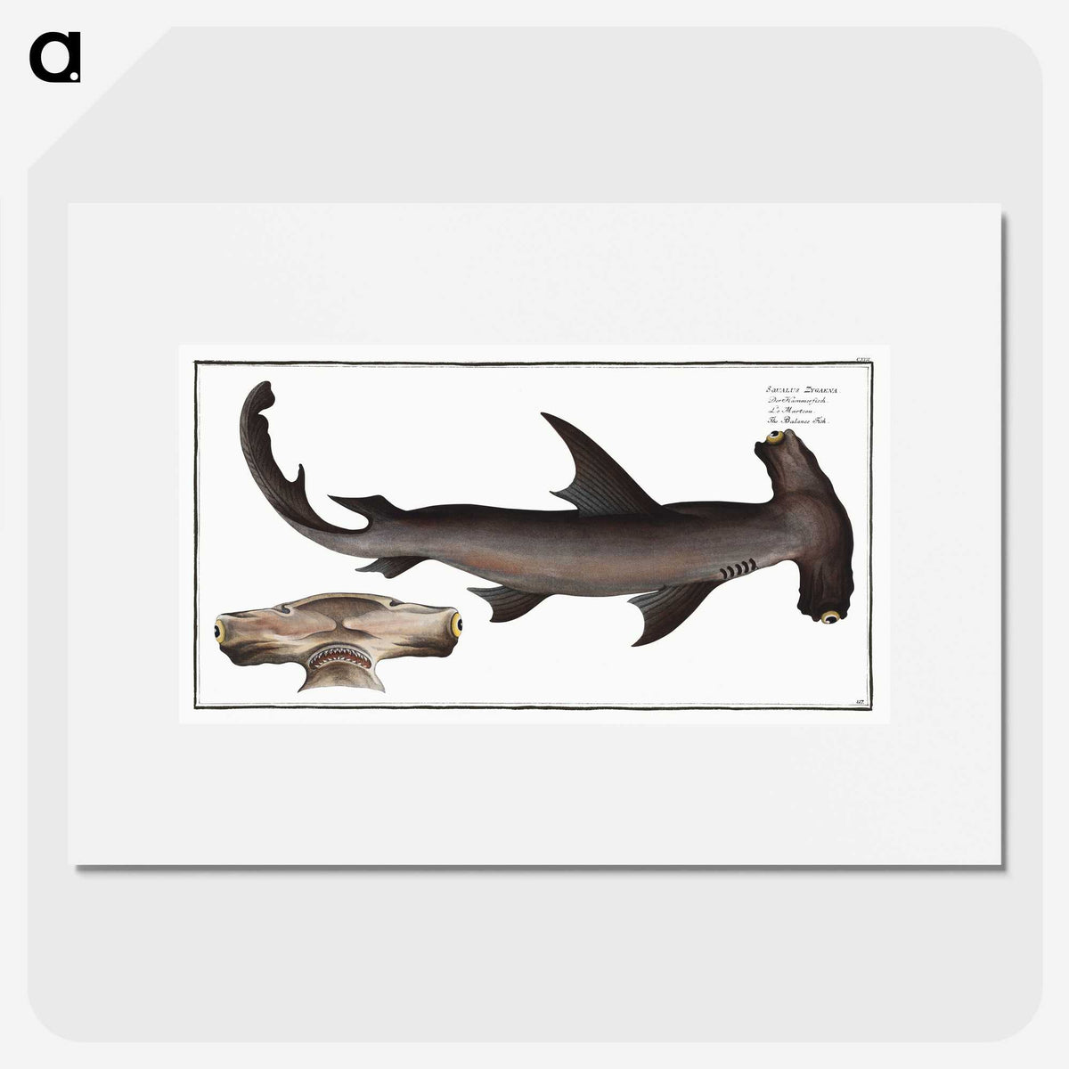 1-71_Ichtyologie-ou-Histoire-naturelle_picture