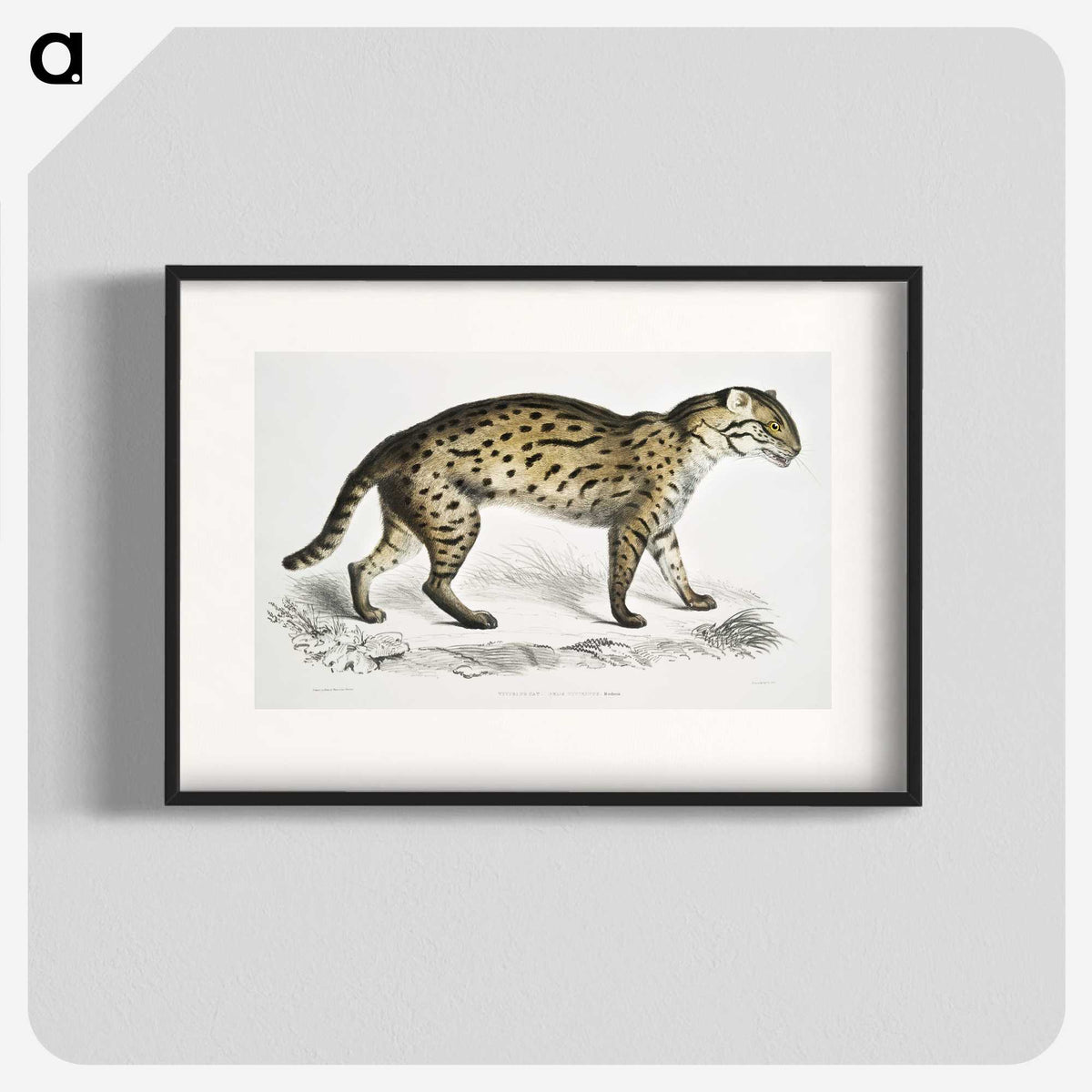 1-71_Indian-Zoology_blk