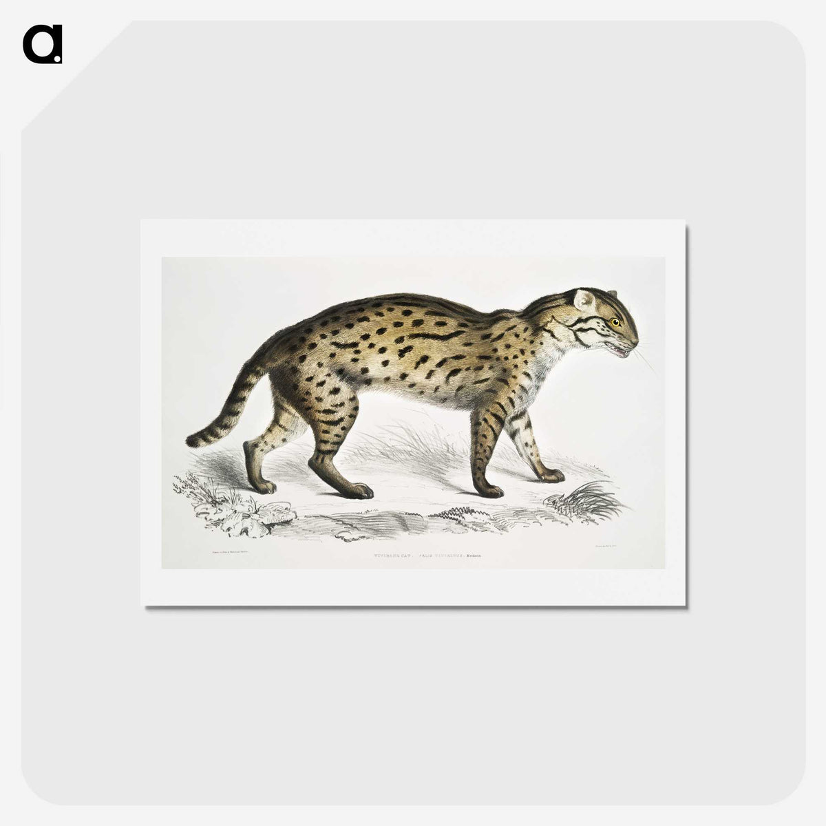 1-71_Indian-Zoology_hagaki
