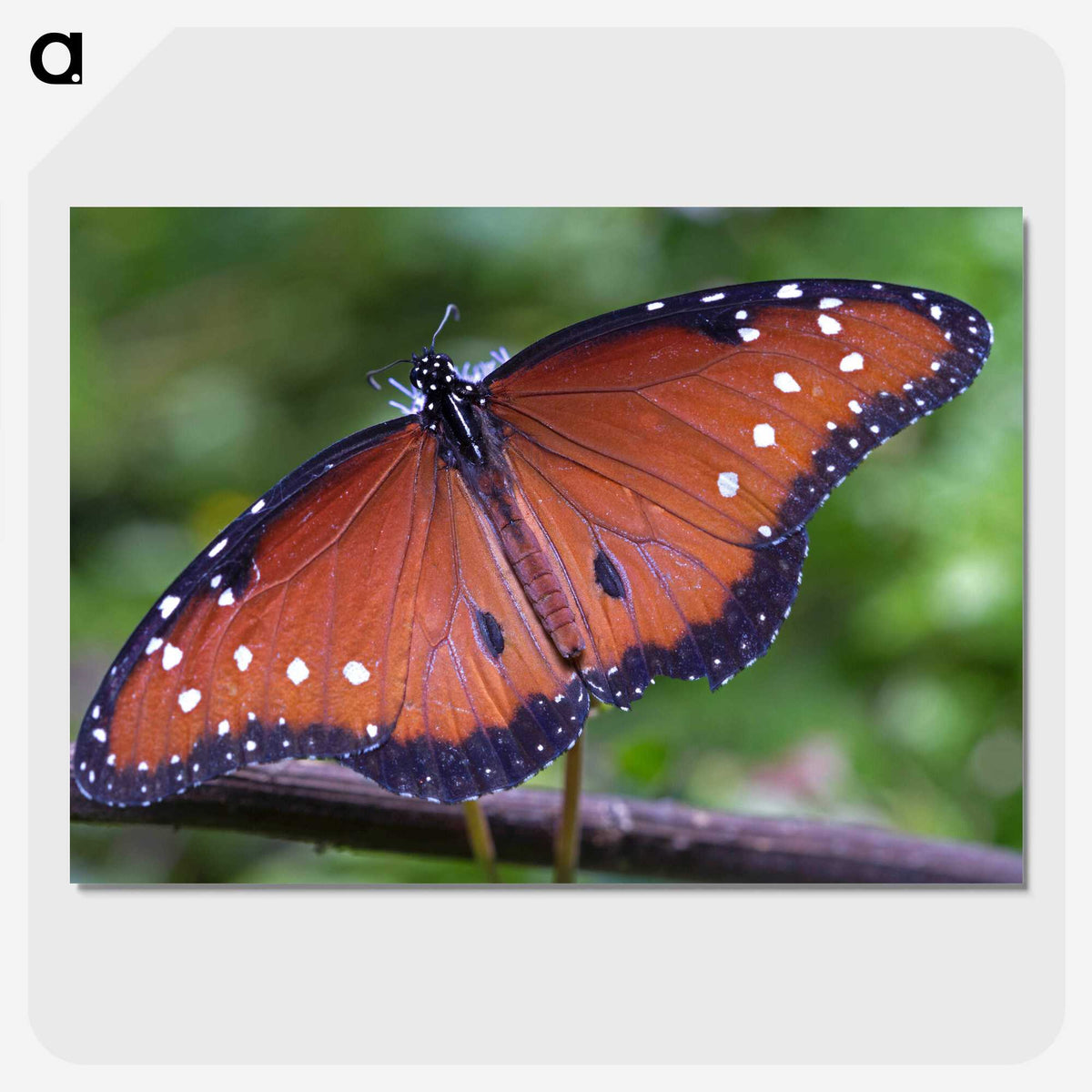 1-71_Insects-Unlocked-Project_picture-crop